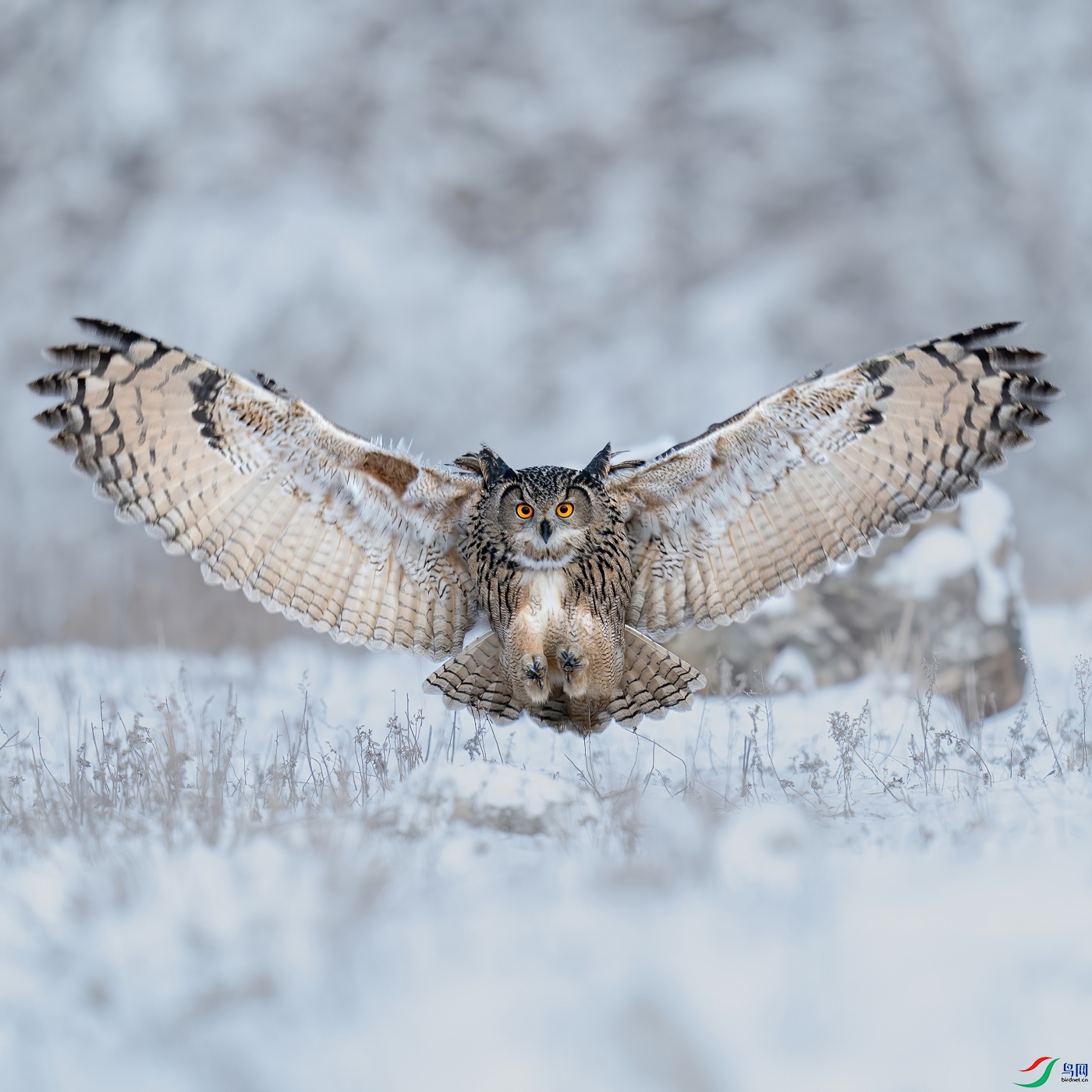 Eagle owl hunting in the snow.jpg