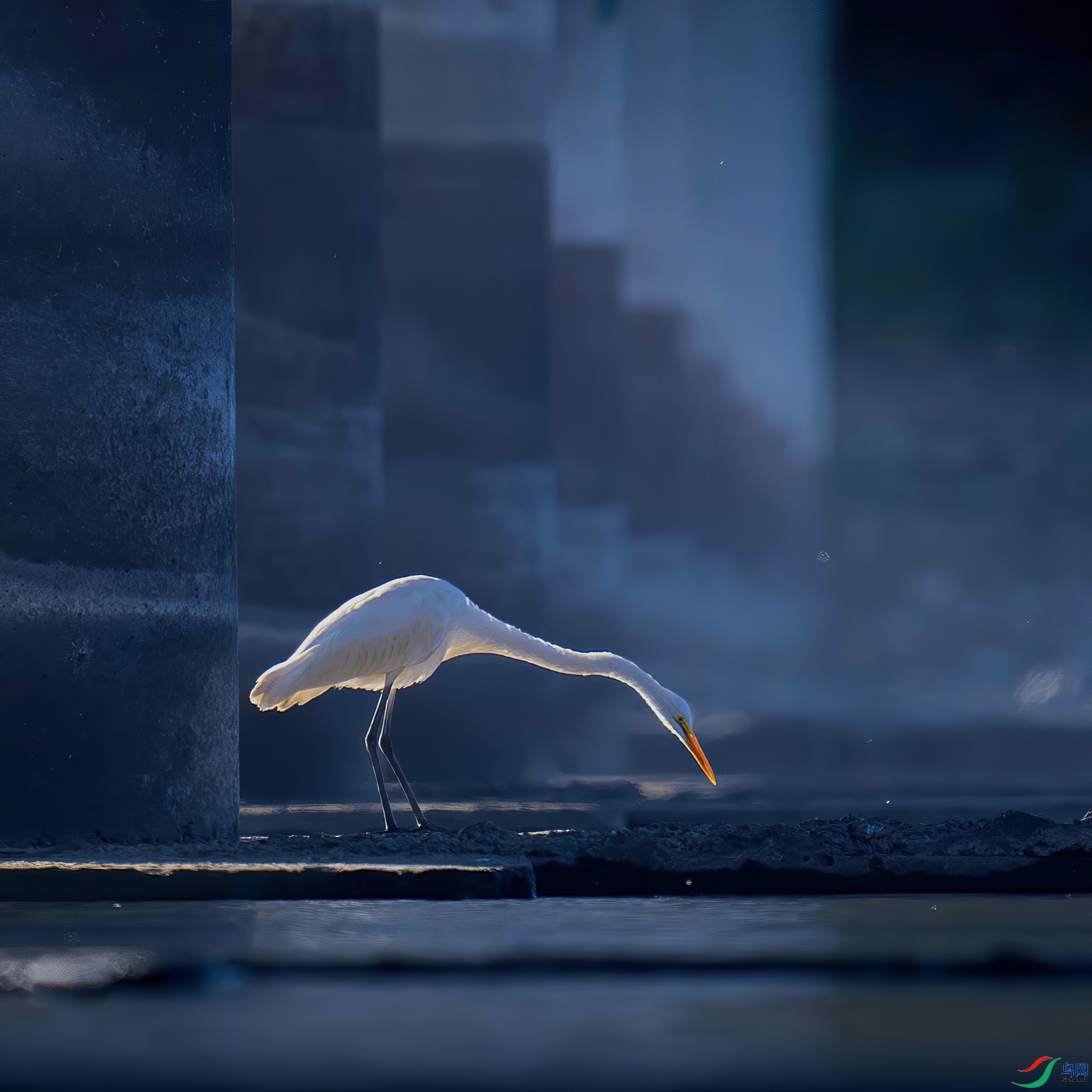 Egrets under the bridge.jpg