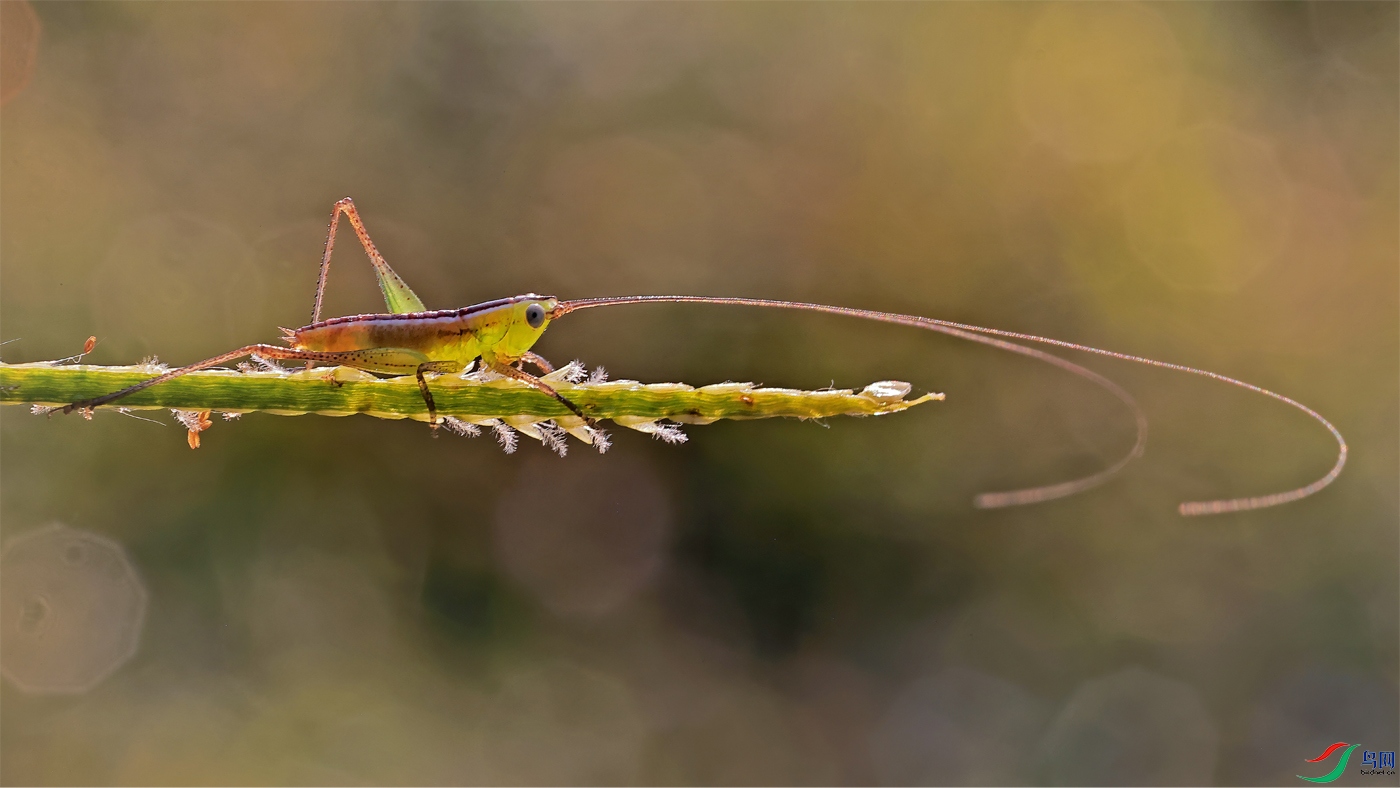 katydid.jpg
