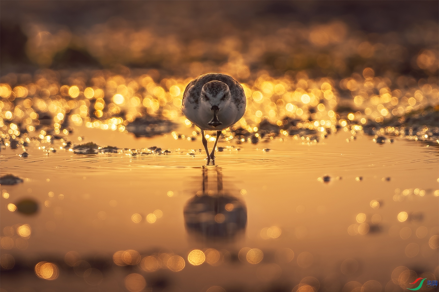 Spoon-billed Snipe.jpg