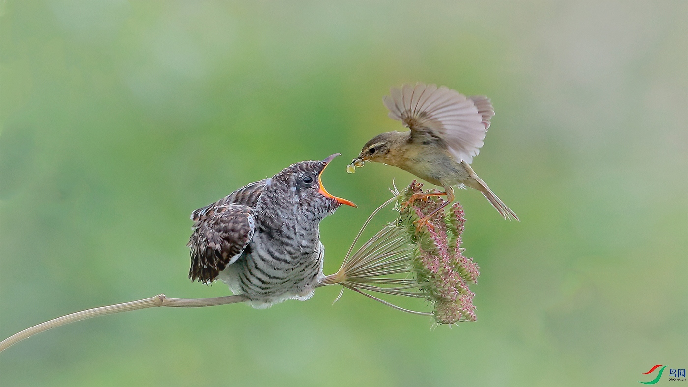 Willow warbler gives birth to young large cuckoo.jpg