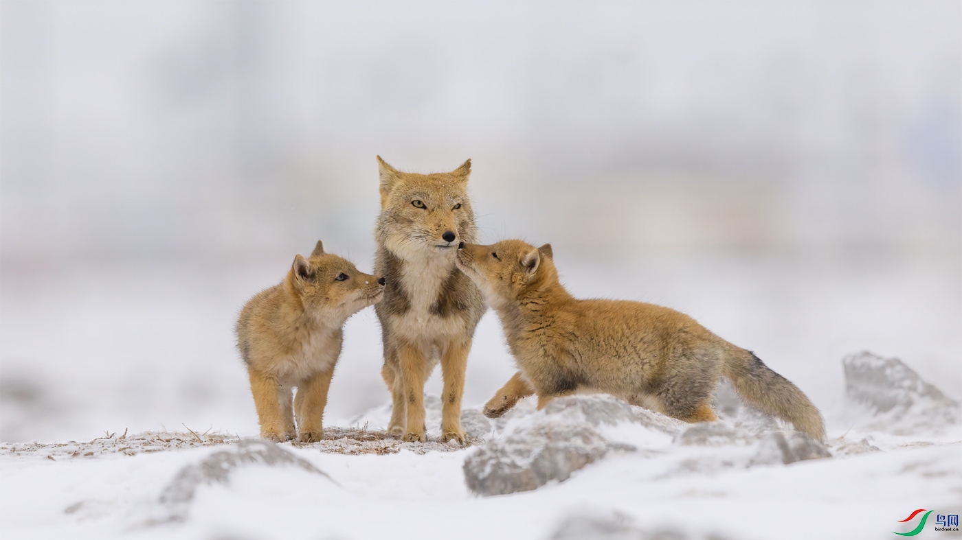 The Tibetan fox family.jpg