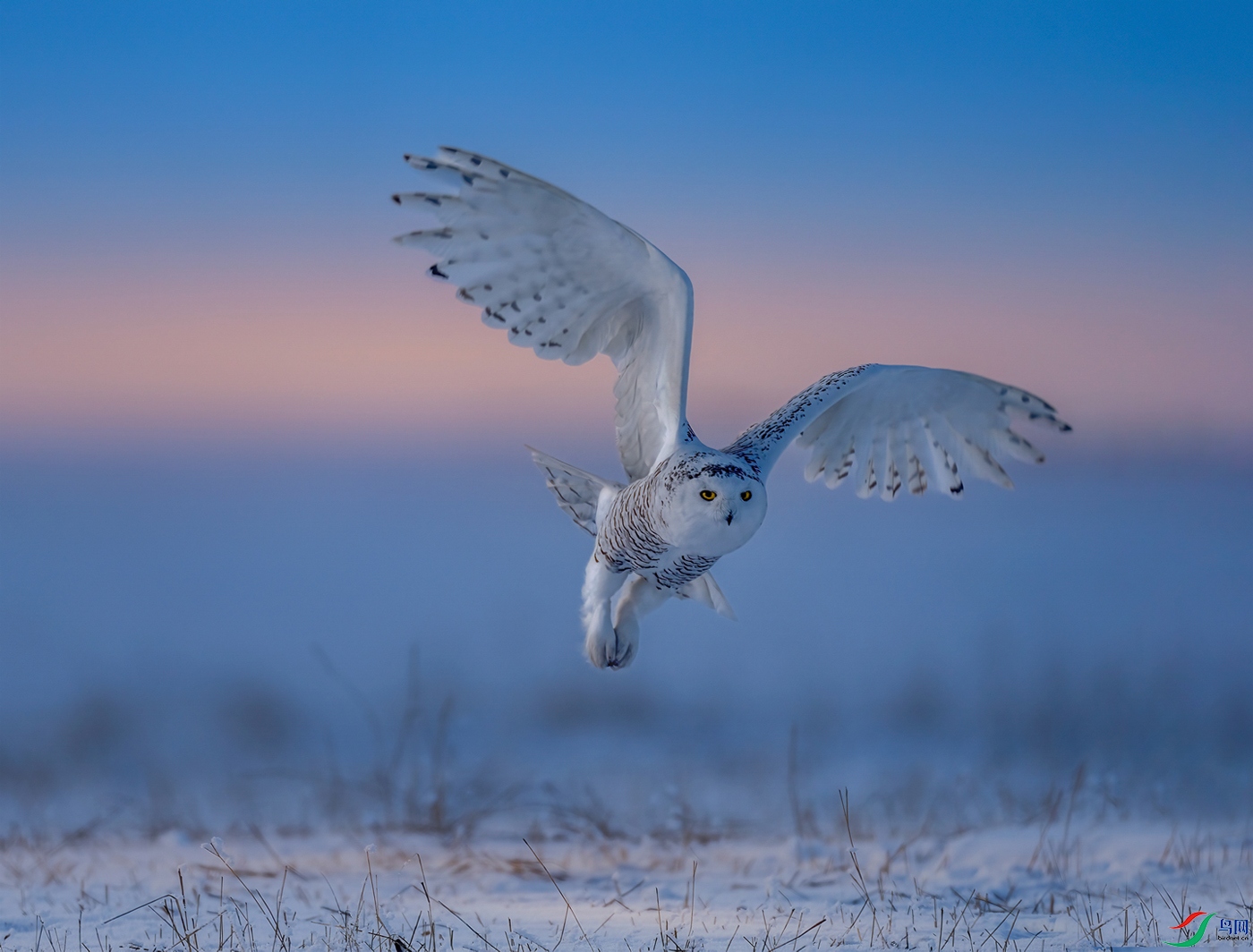 Beautiful snowy owl.jpg