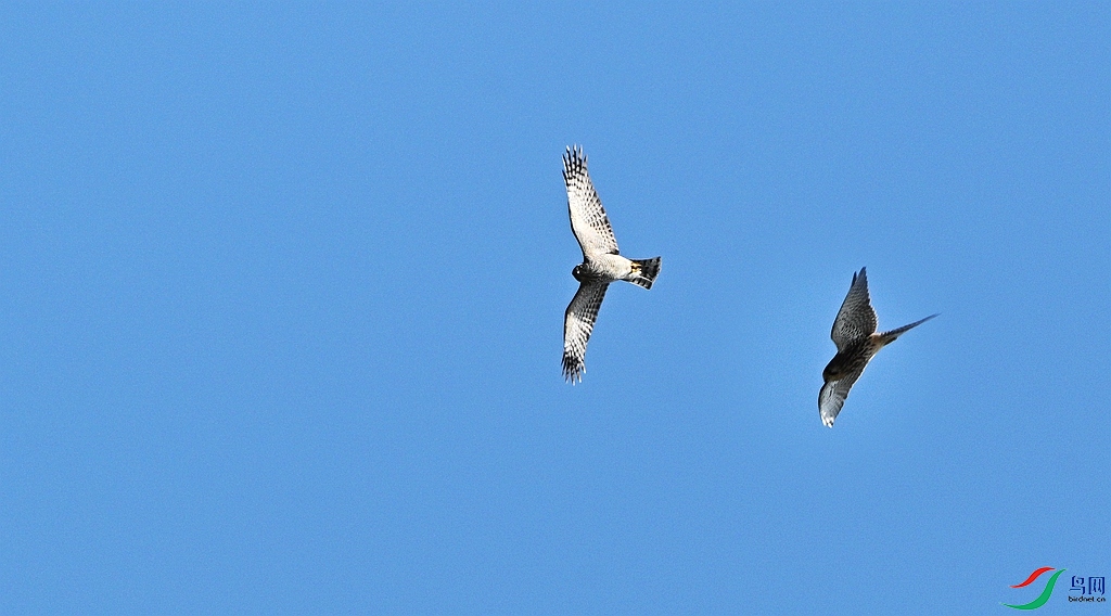 DSC_4946.JPG