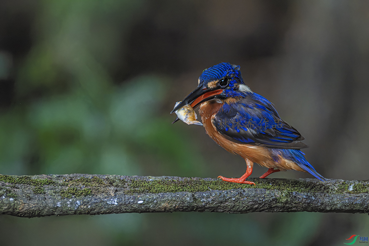 _97A3768-CR3 copy.jpg