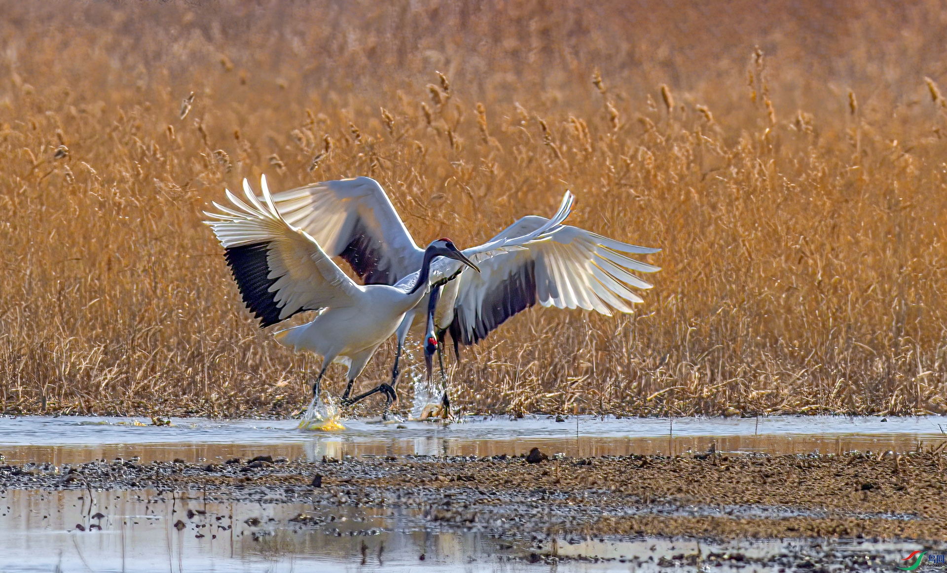 AS7I4331-Sh---1 .jpg