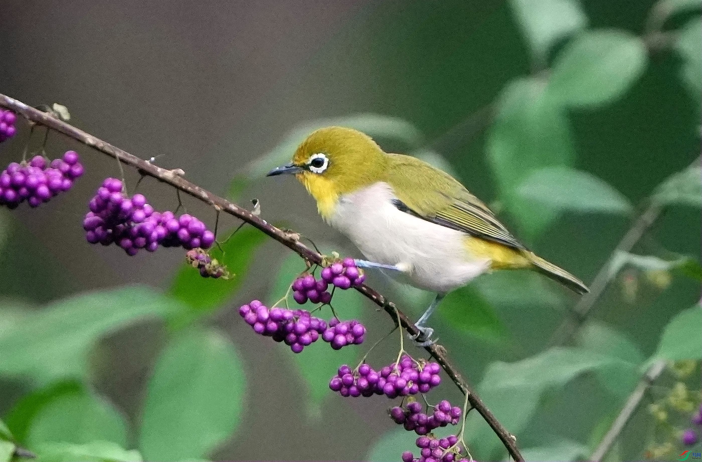 ��ʳDSC00208_����.jpg