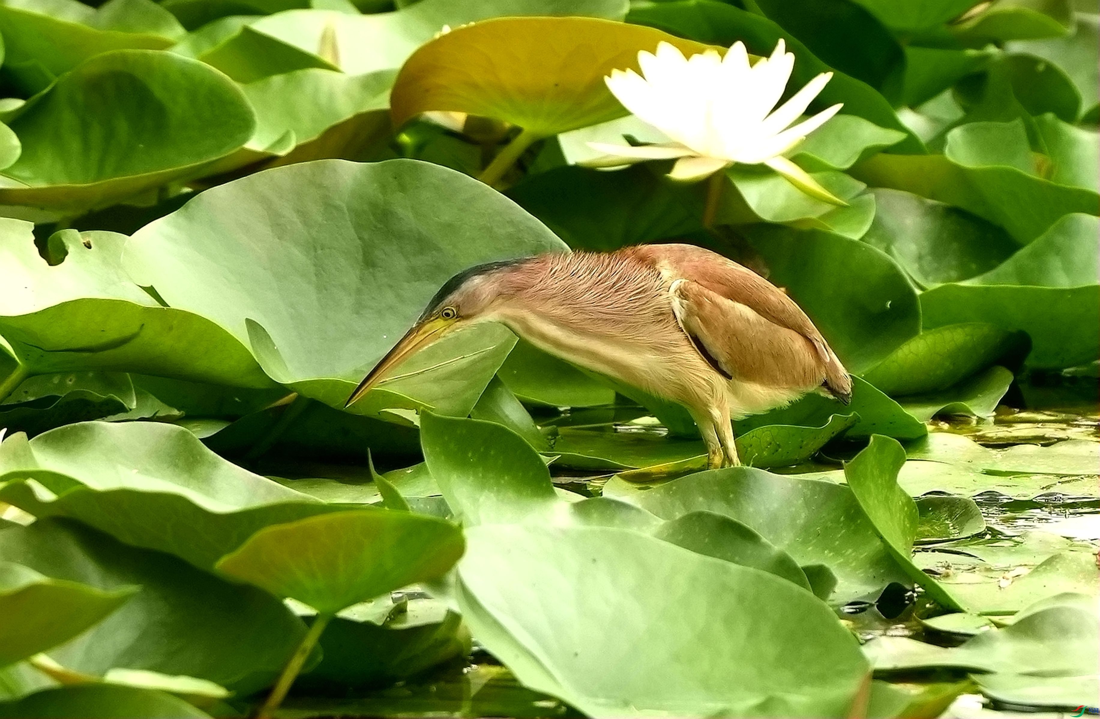 ����Ŀ��DSC01362_����.jpg