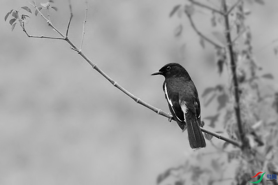 DSC_9732.jpg