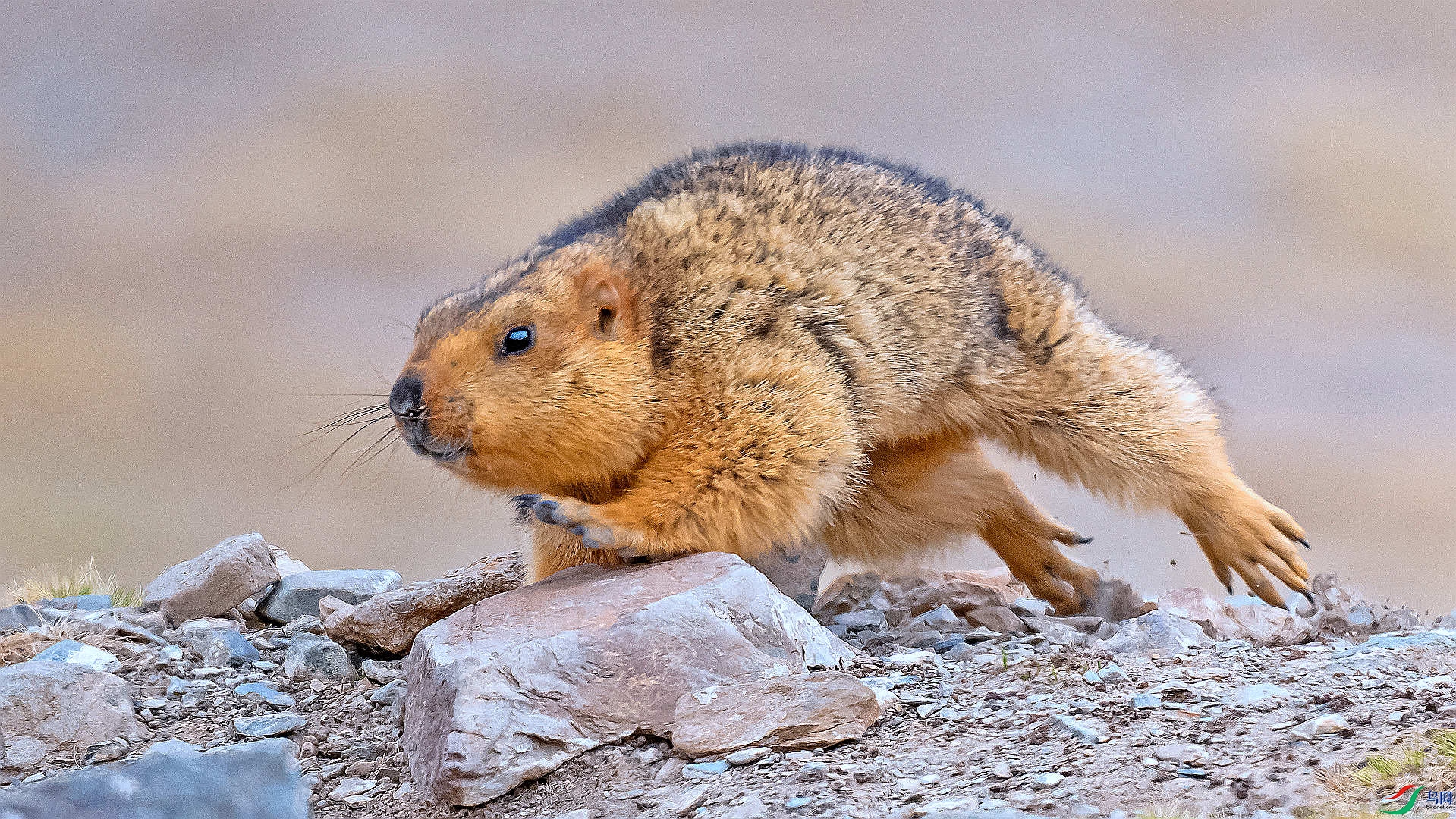 DSC_7968_����.jpg