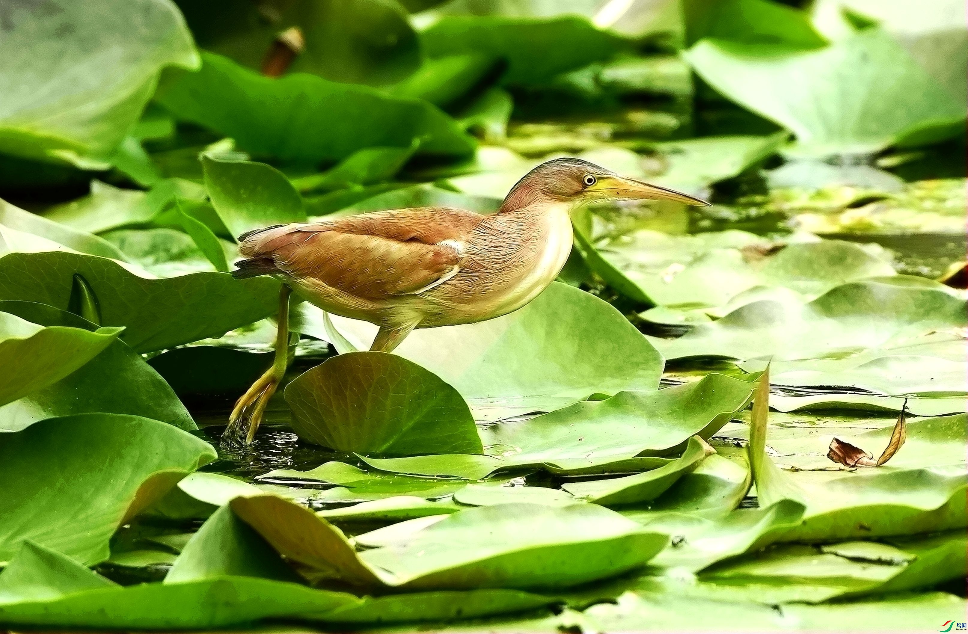 ����ƽ��DSC01367_����.jpg
