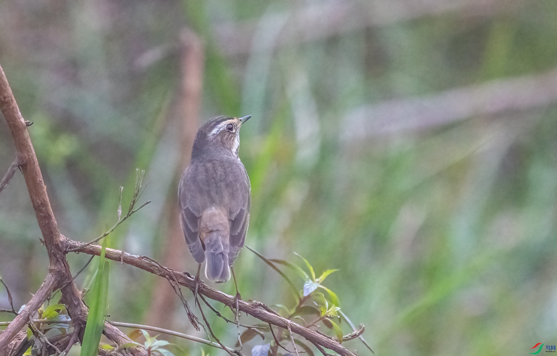 DSC_9548.jpg