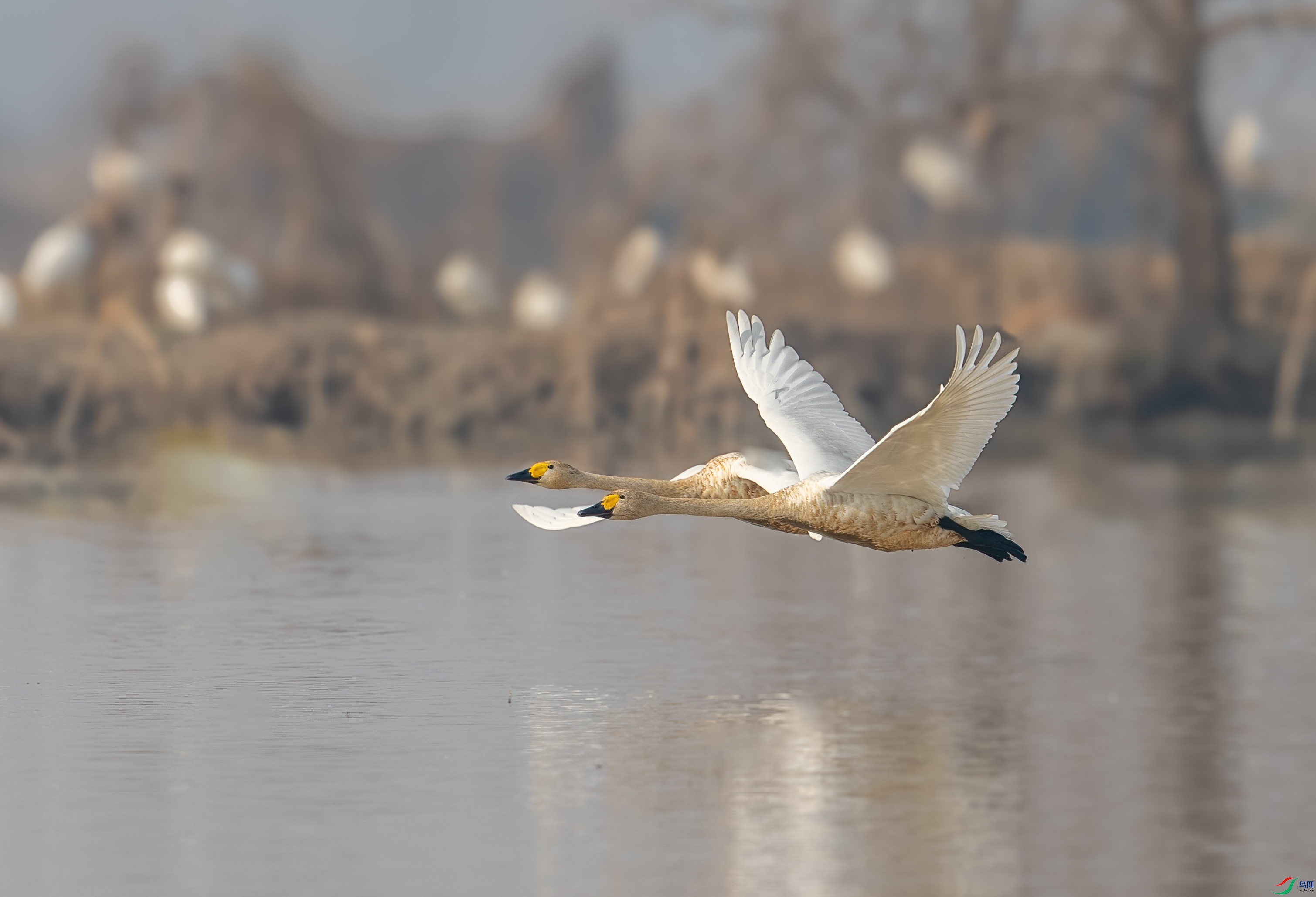 DSC_9510-1.jpg