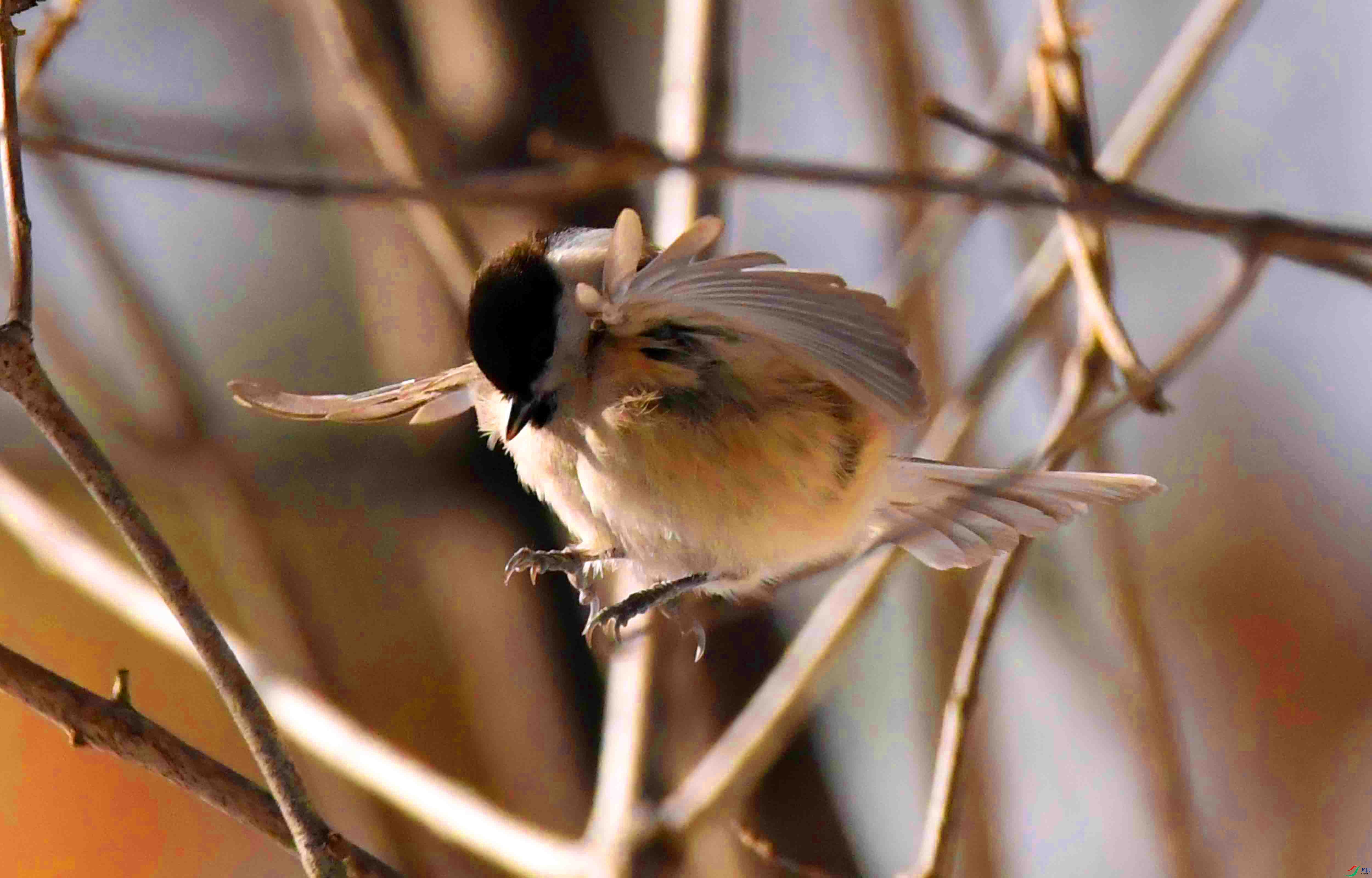 DSC_2306.JPG