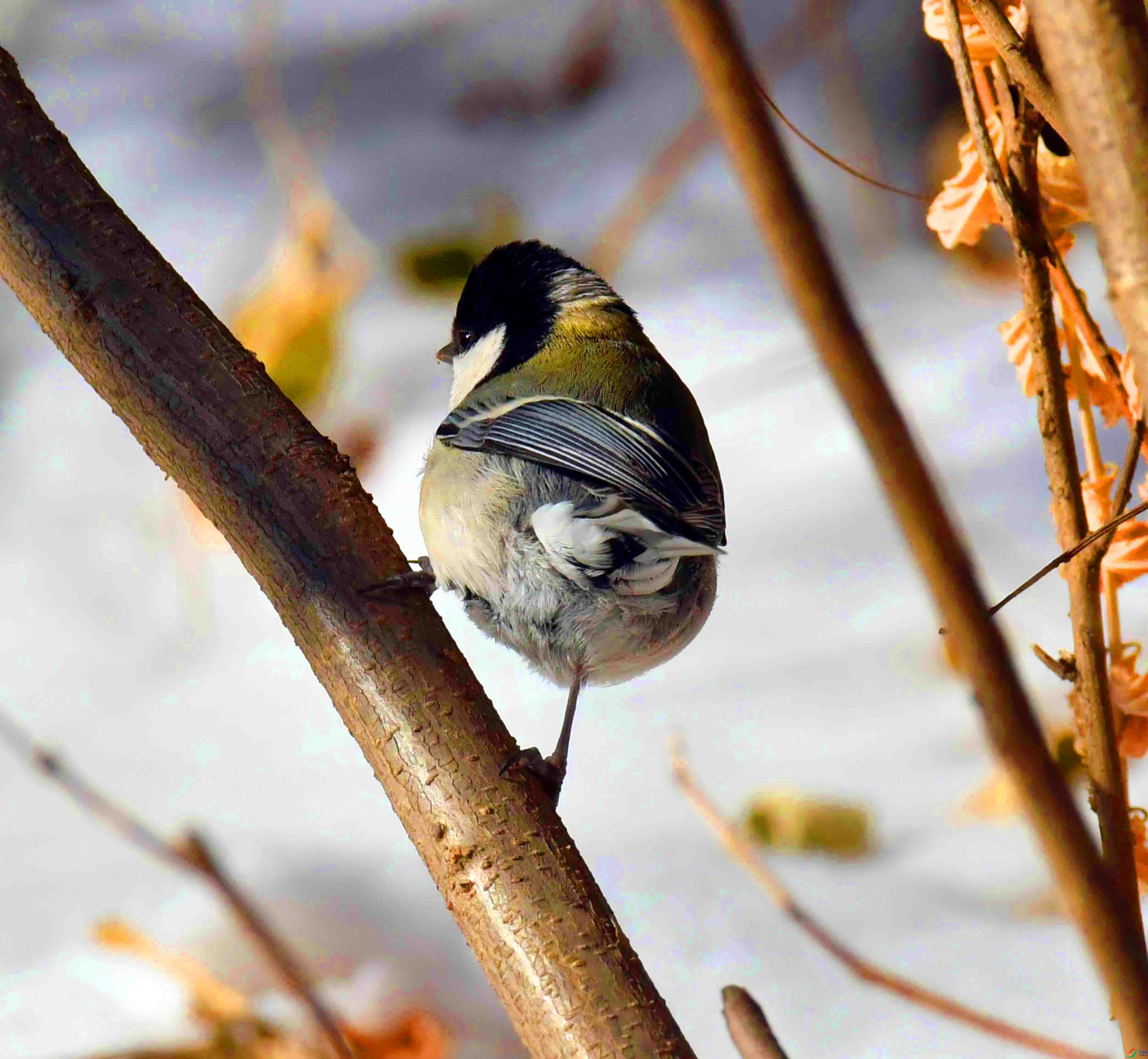 DSC_2310.JPG
