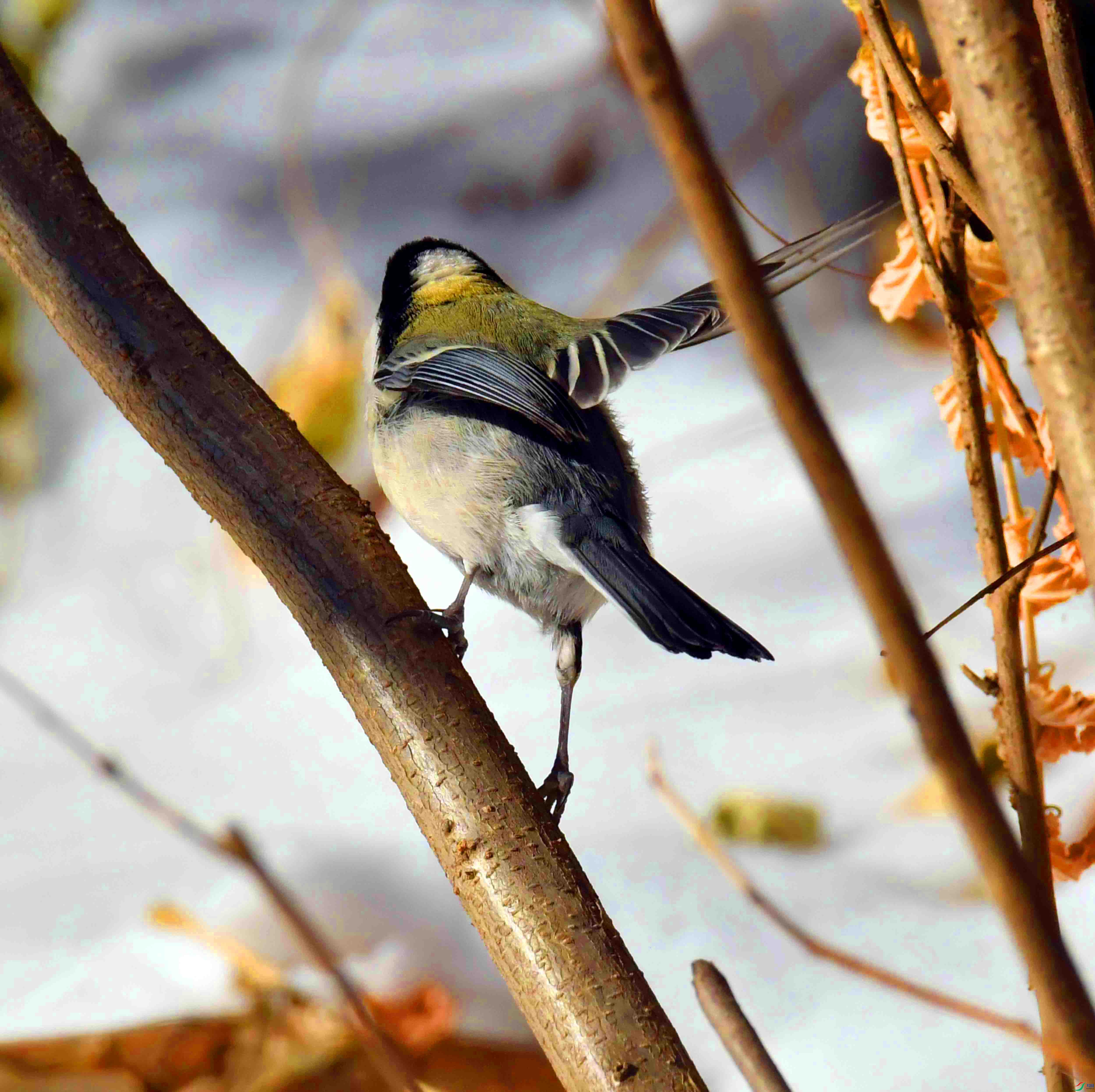 DSC_2312.JPG