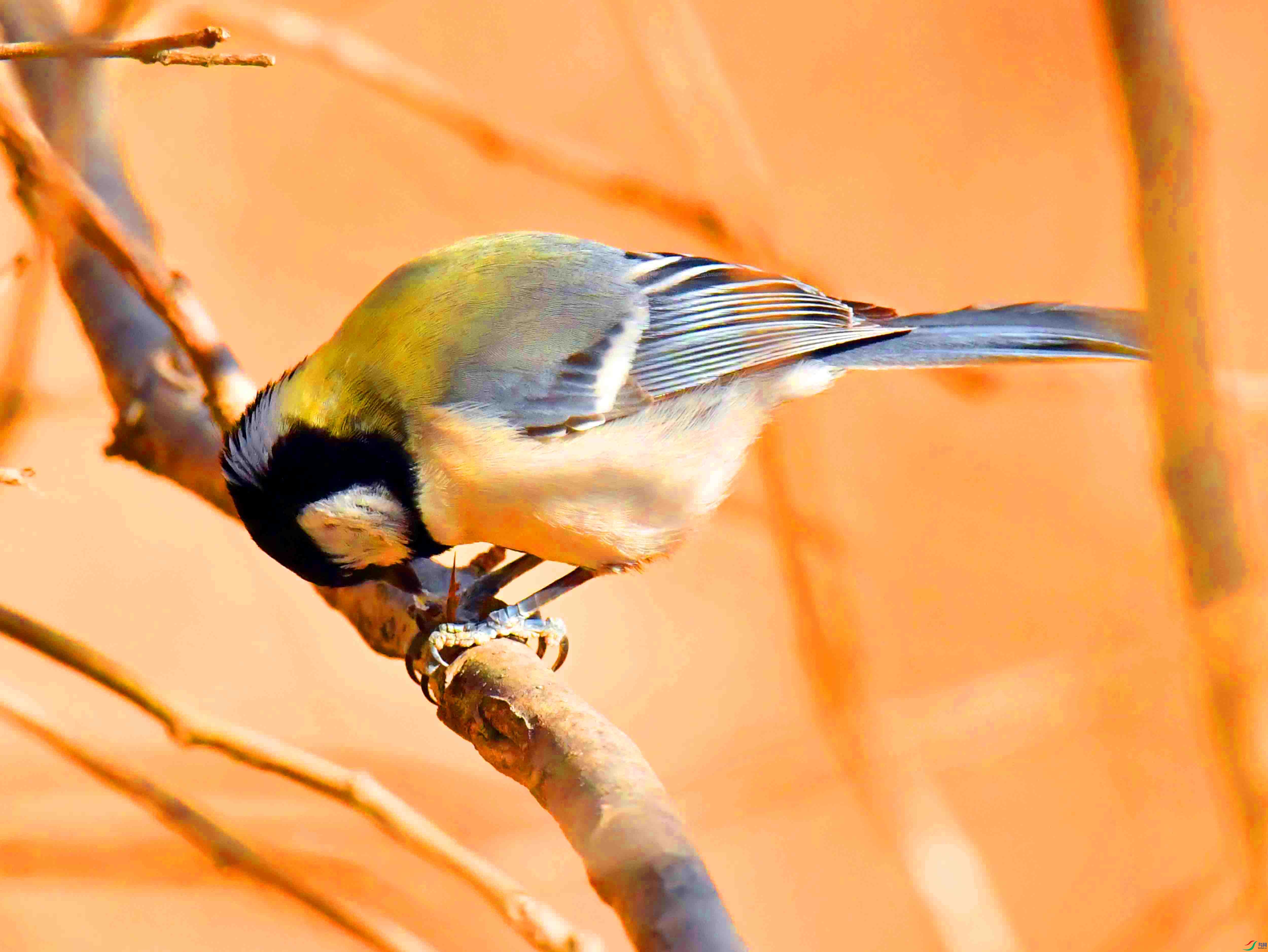 DSC_4324.JPG