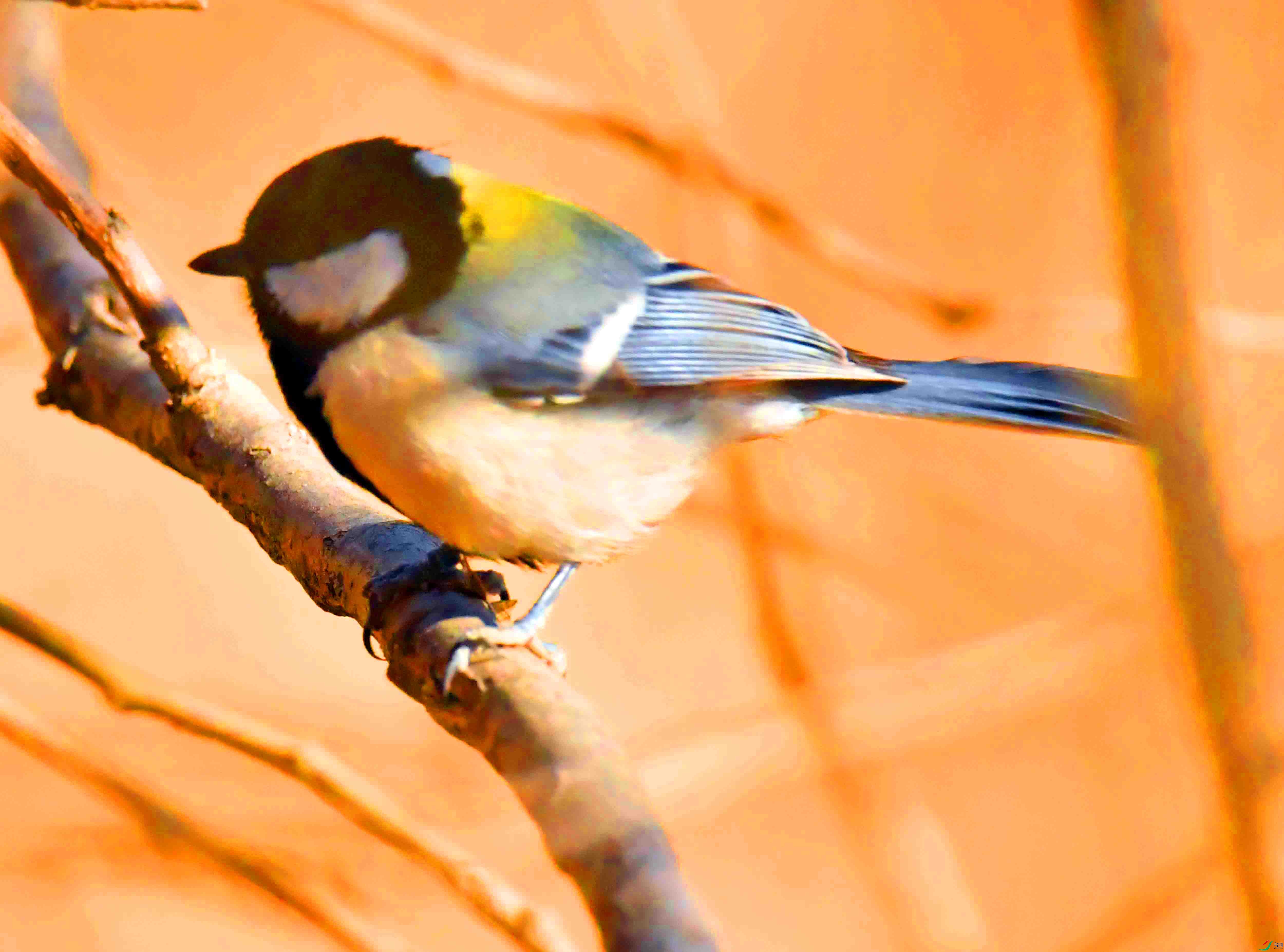 DSC_4330.JPG