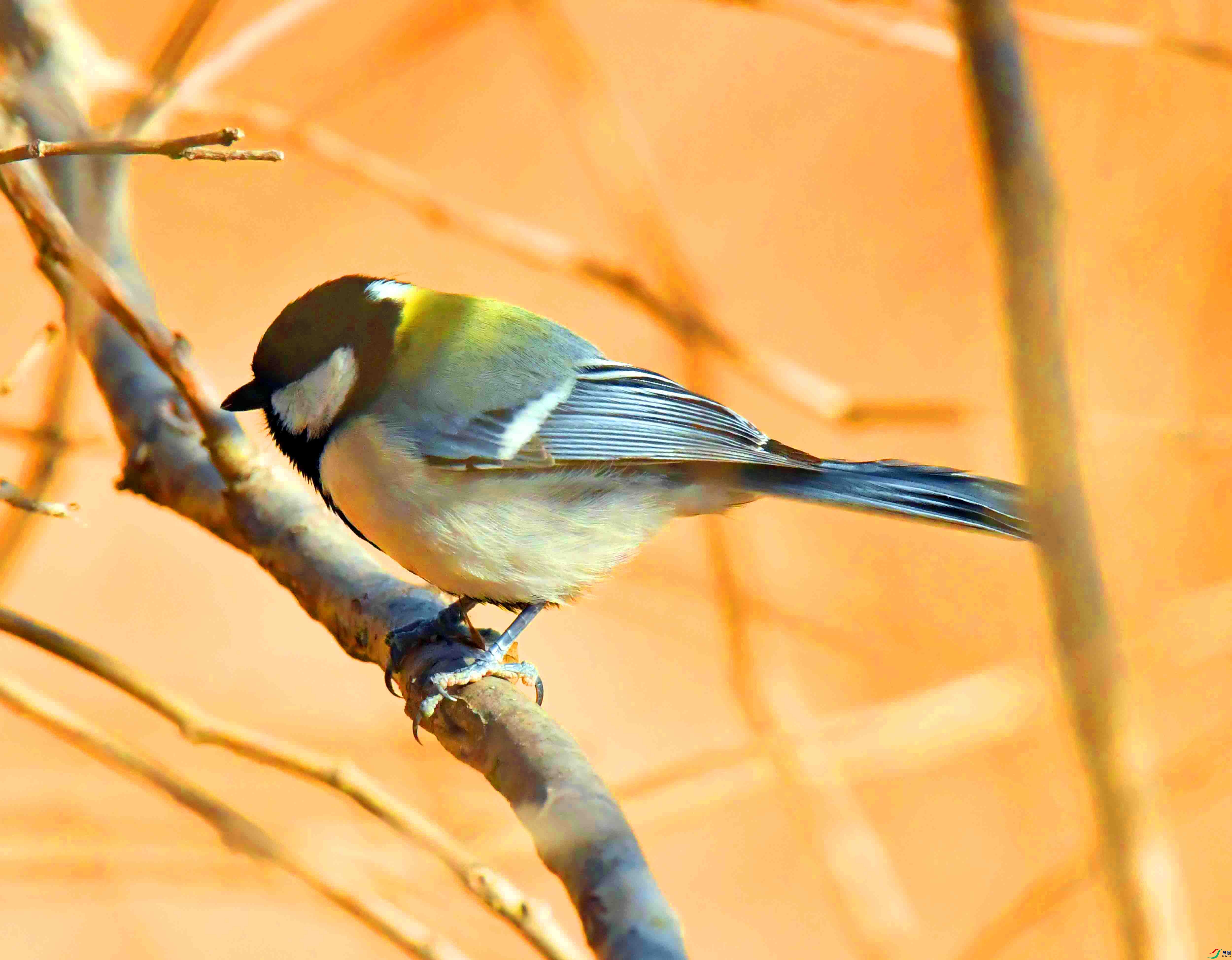 DSC_4332.JPG
