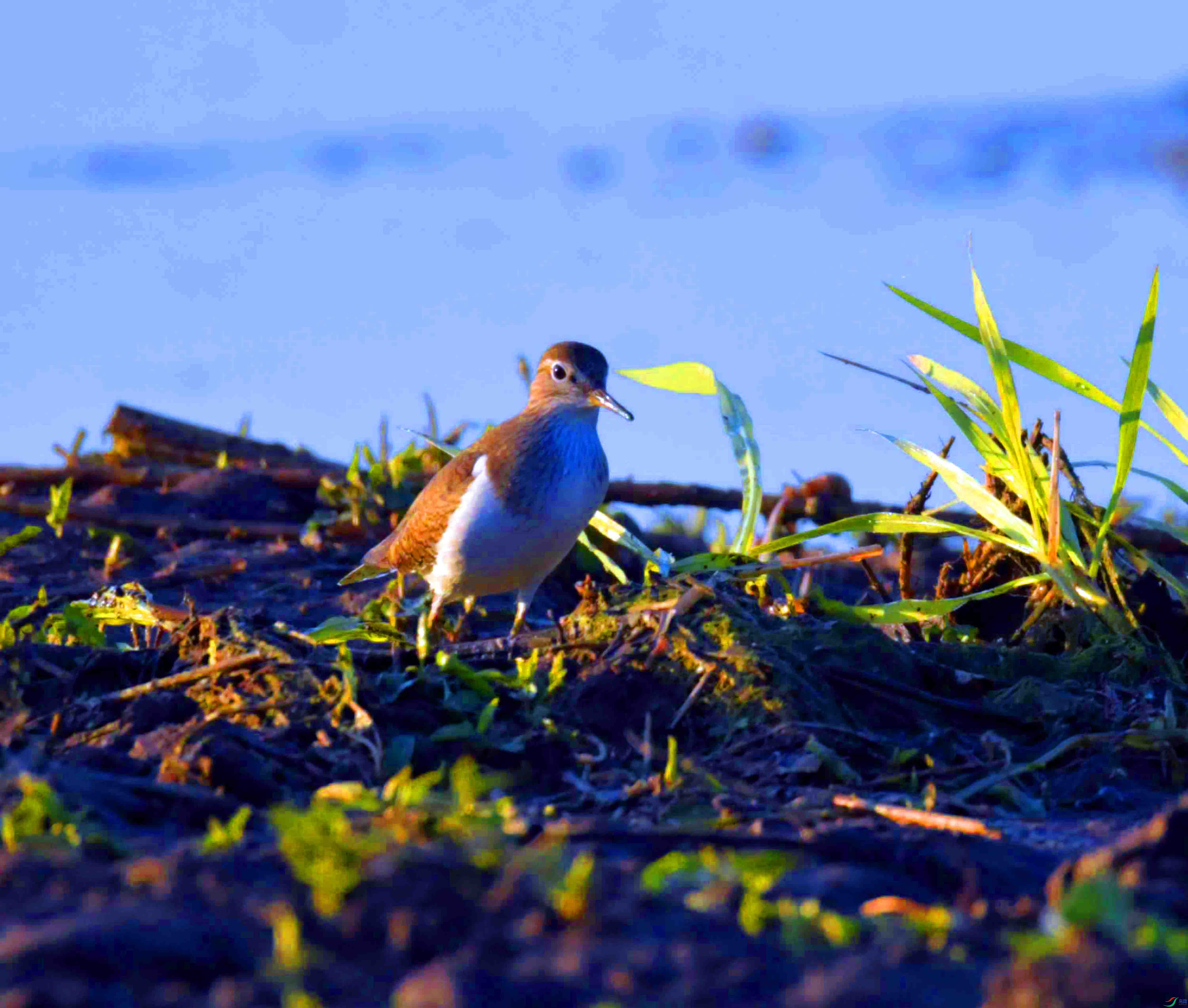 DSC_0110.JPG