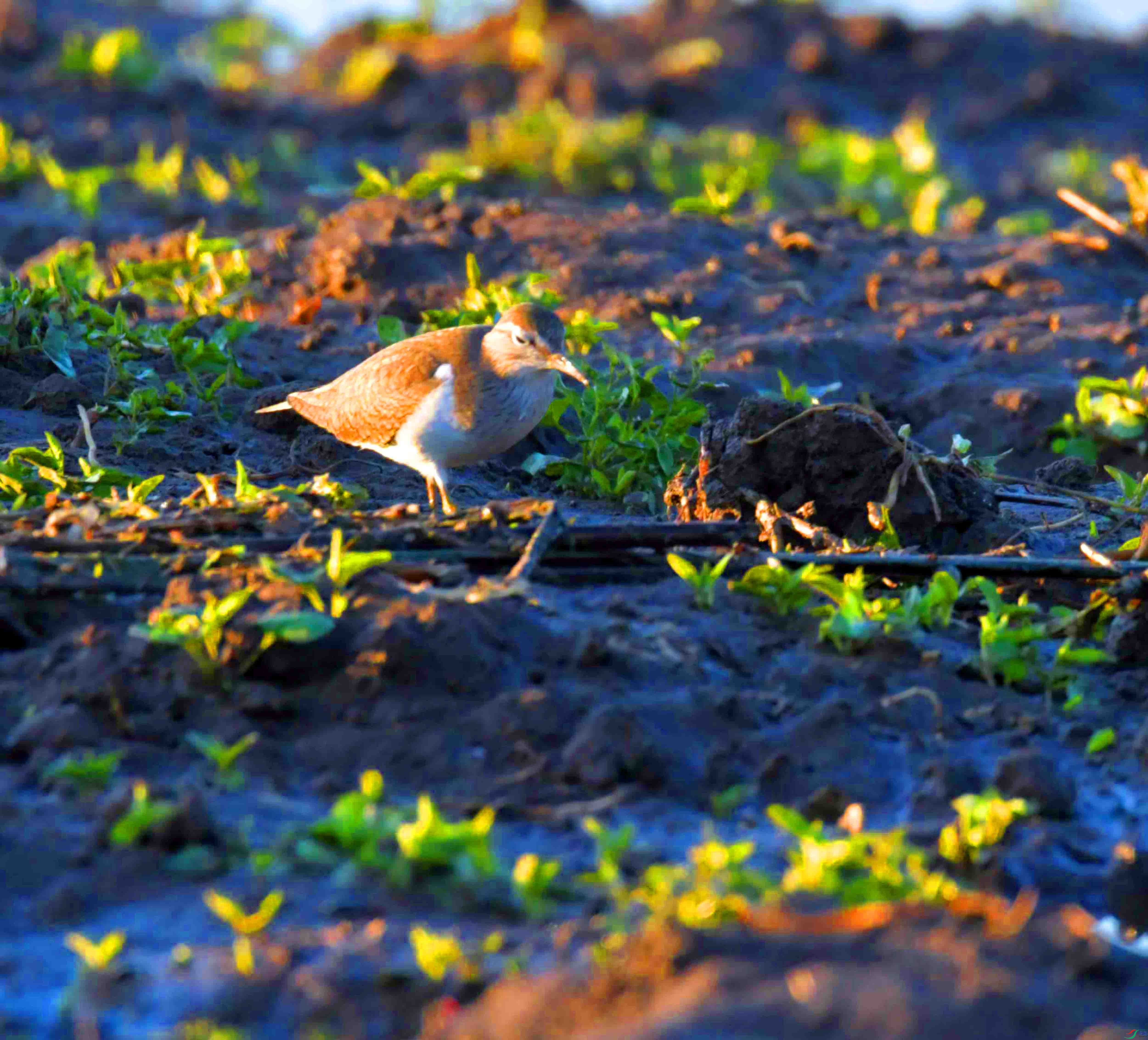 DSC_0165.JPG