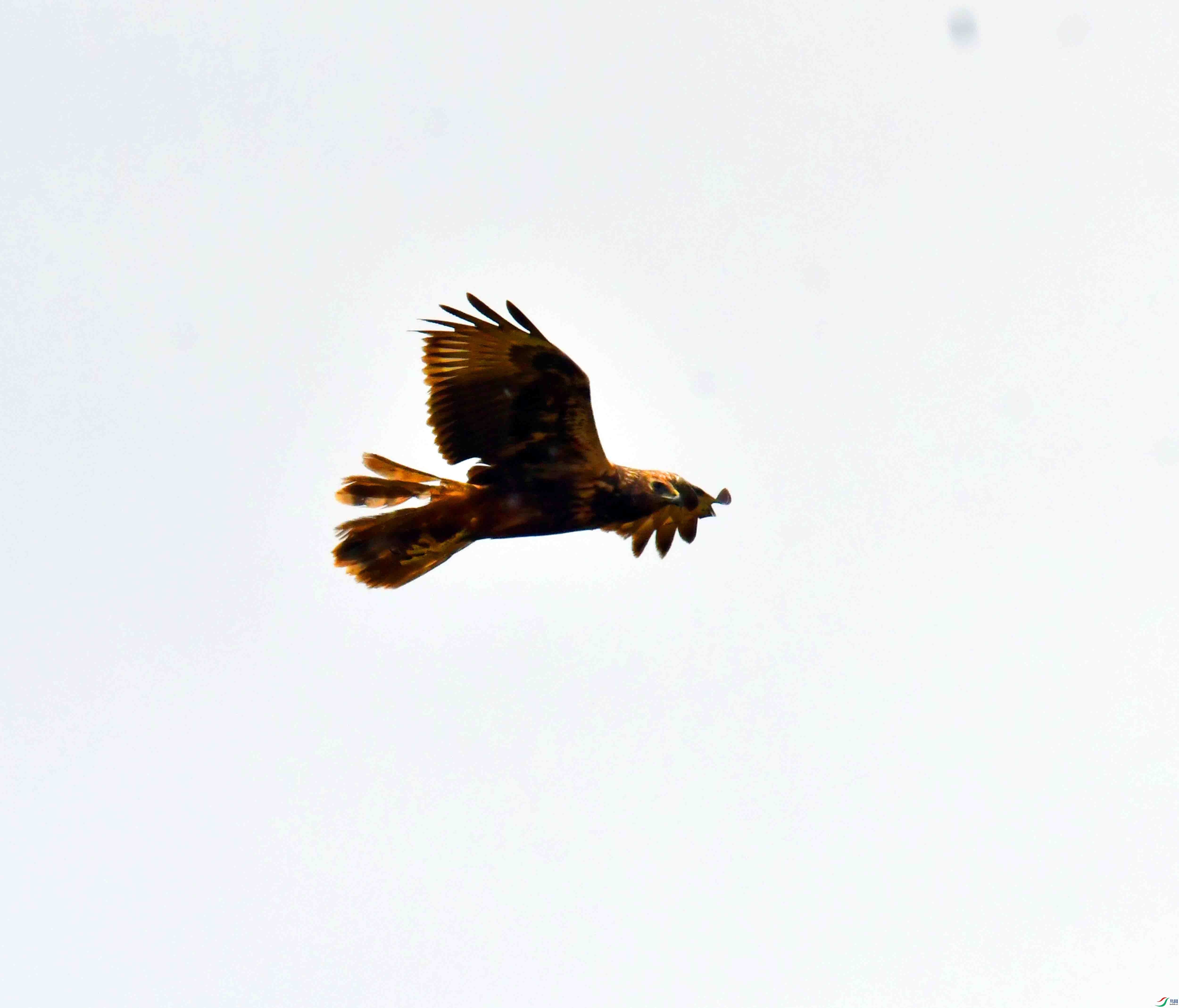 DSC_0011.JPG