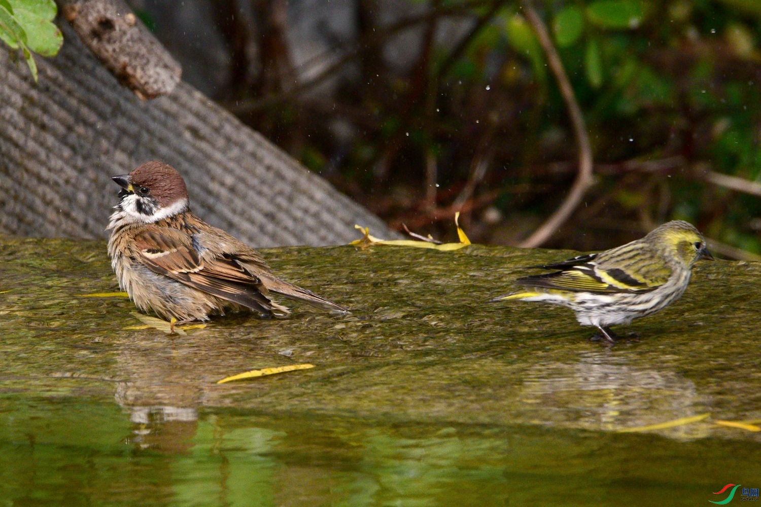 DSC_6307.JPG