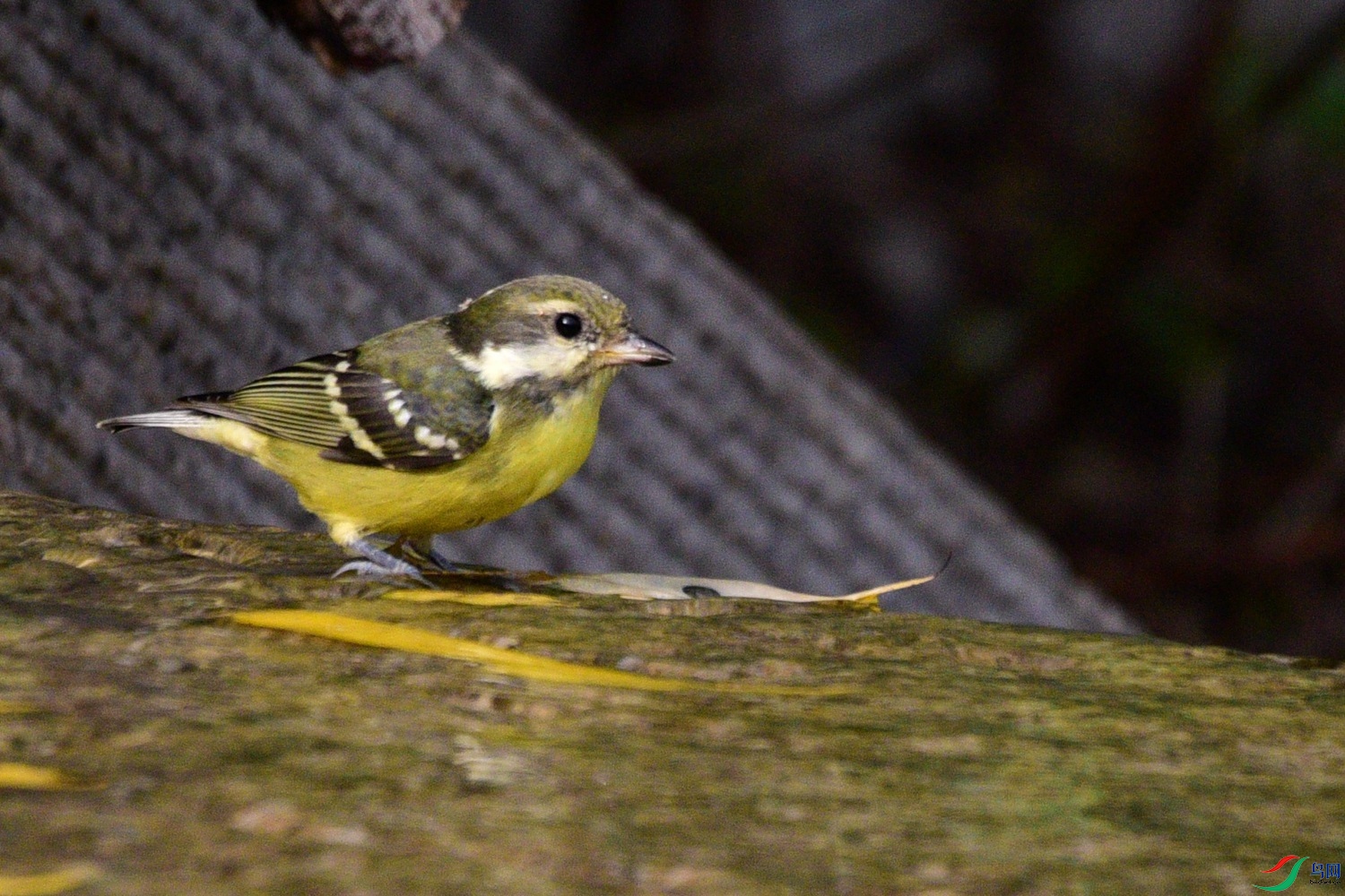 DSC_6629.JPG