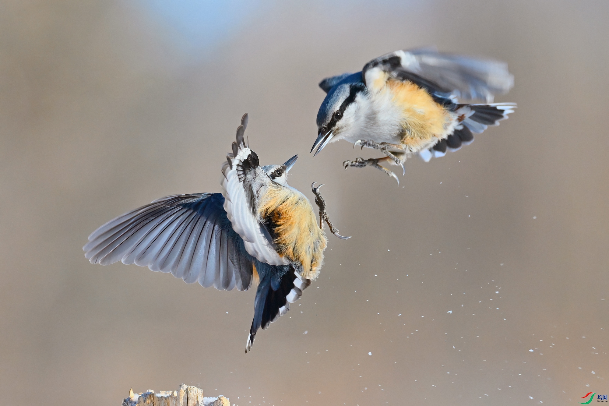 DSC_1937-V.jpg