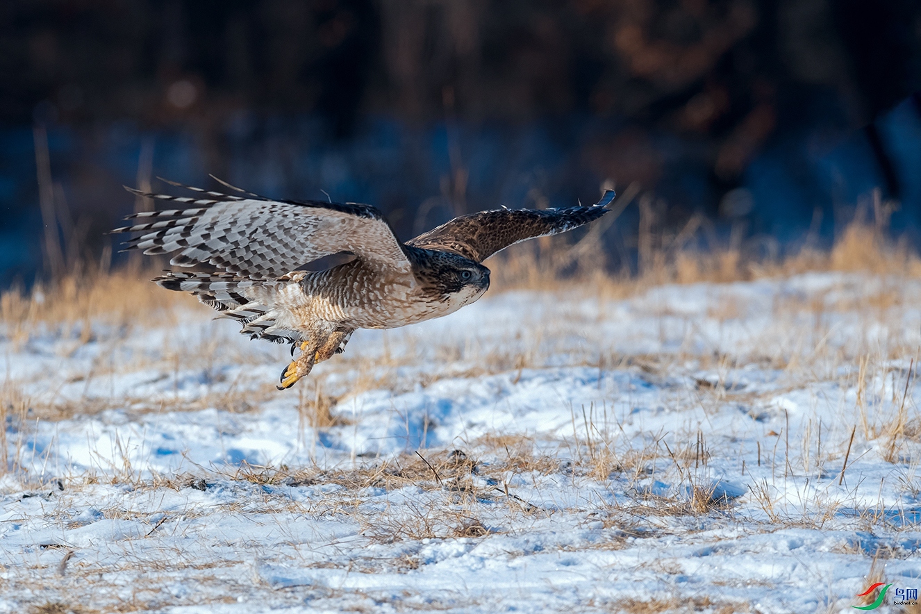 DSC_2299_DxOa.jpg
