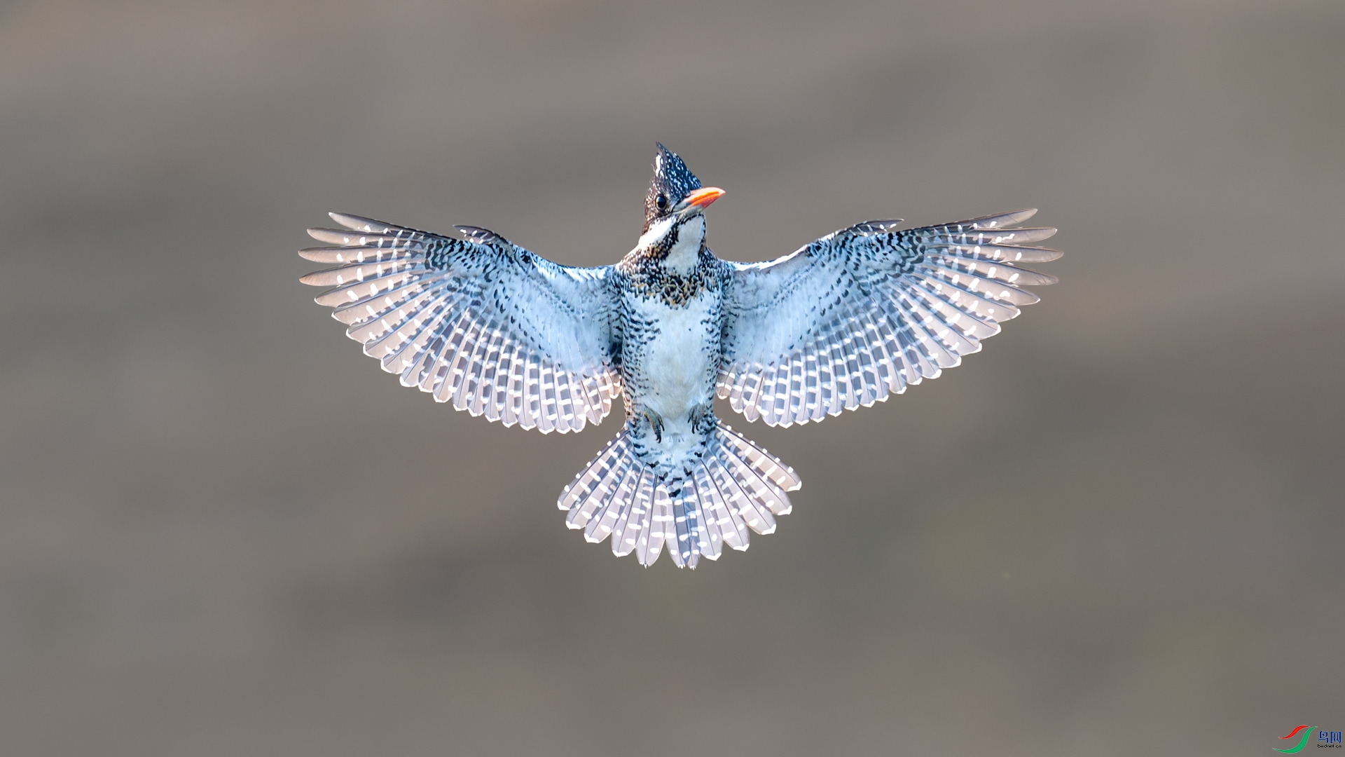 _DSC5101-NEF_DxO_DeepPRIMEXD-2.jpg