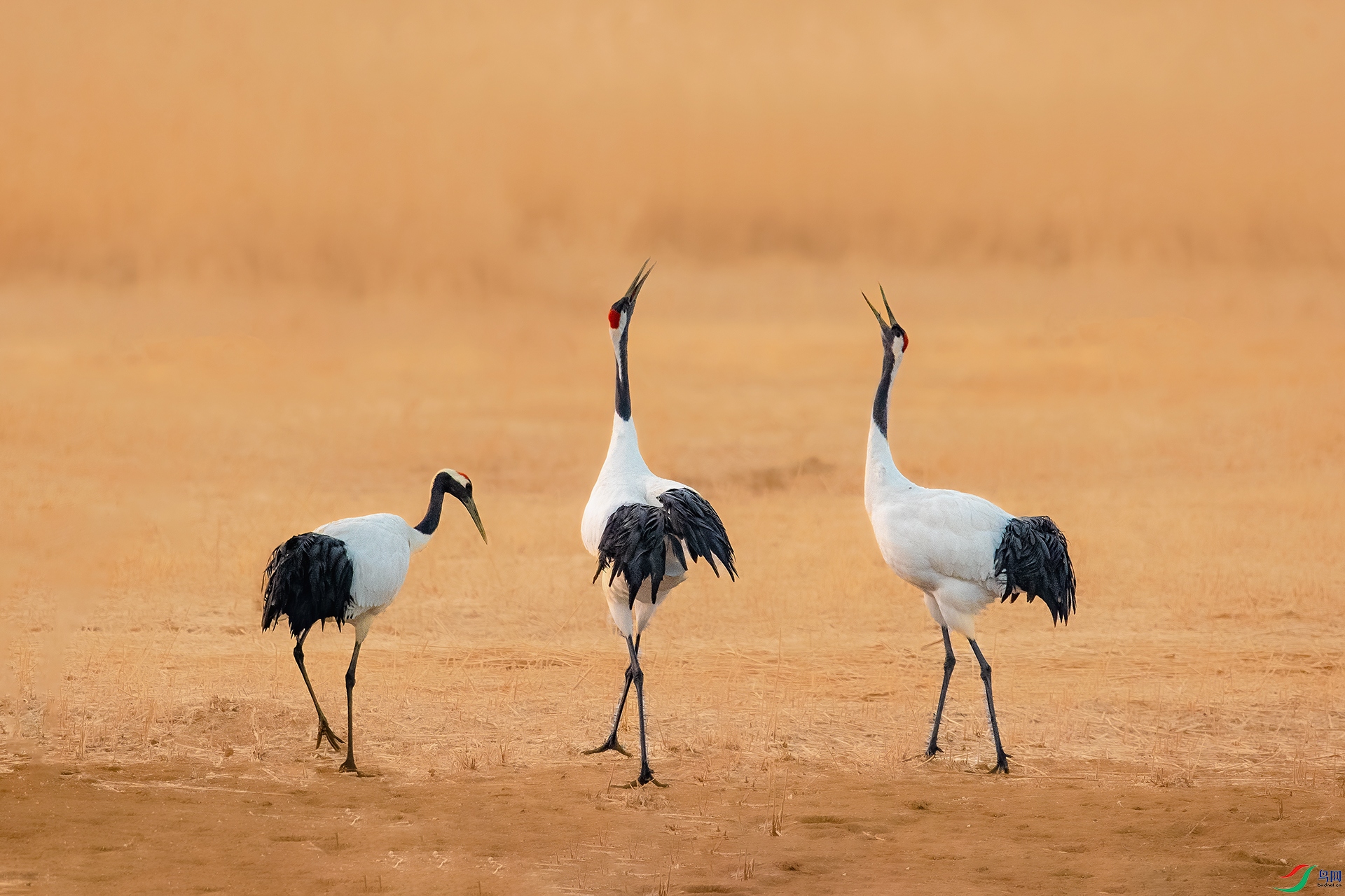 BE5I4031-2 ����С.jpg