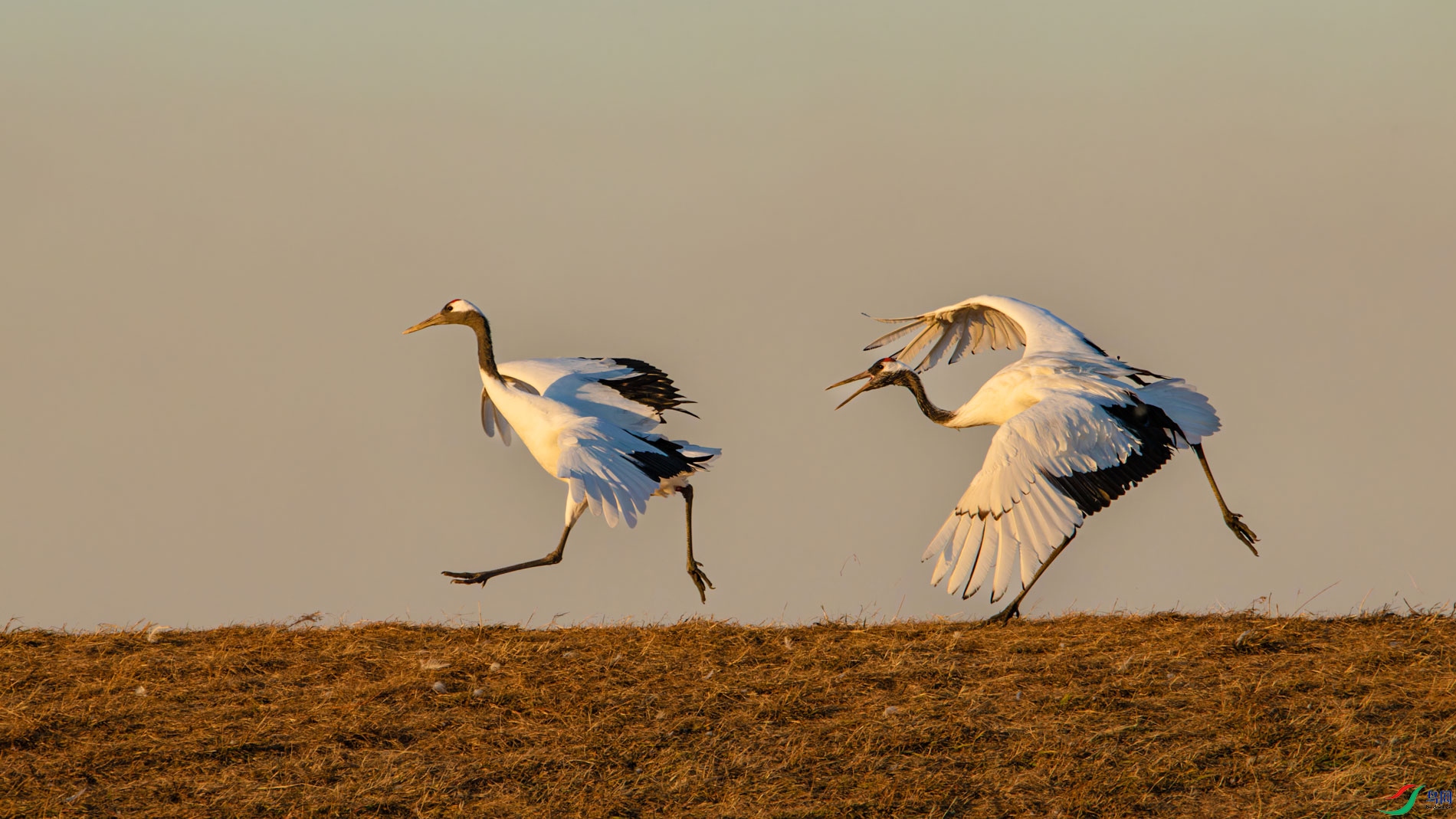 _00A5507-CR2_DxO_DeepPRIMEXD-1.jpg