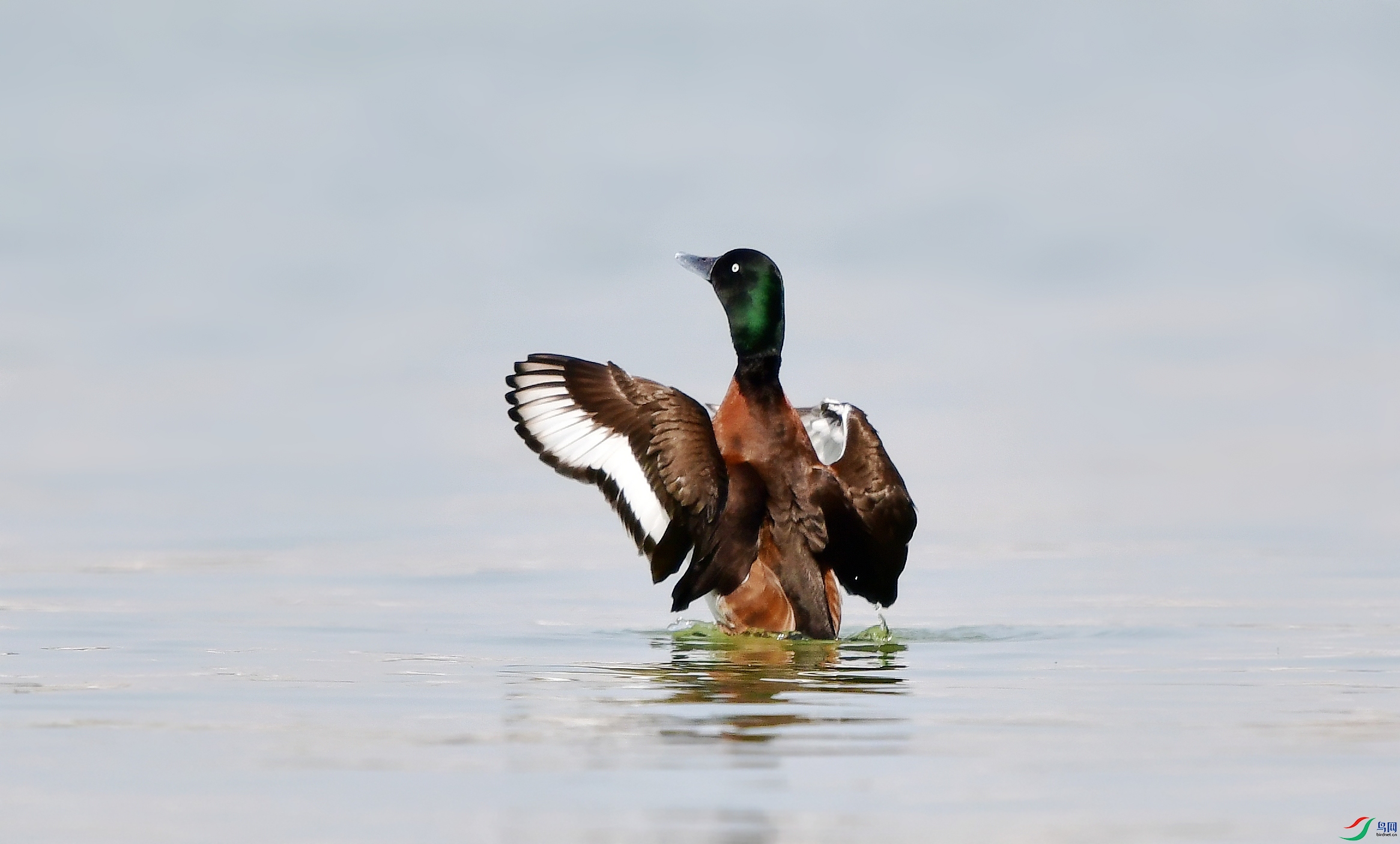 DSC_8124_conew3.jpg