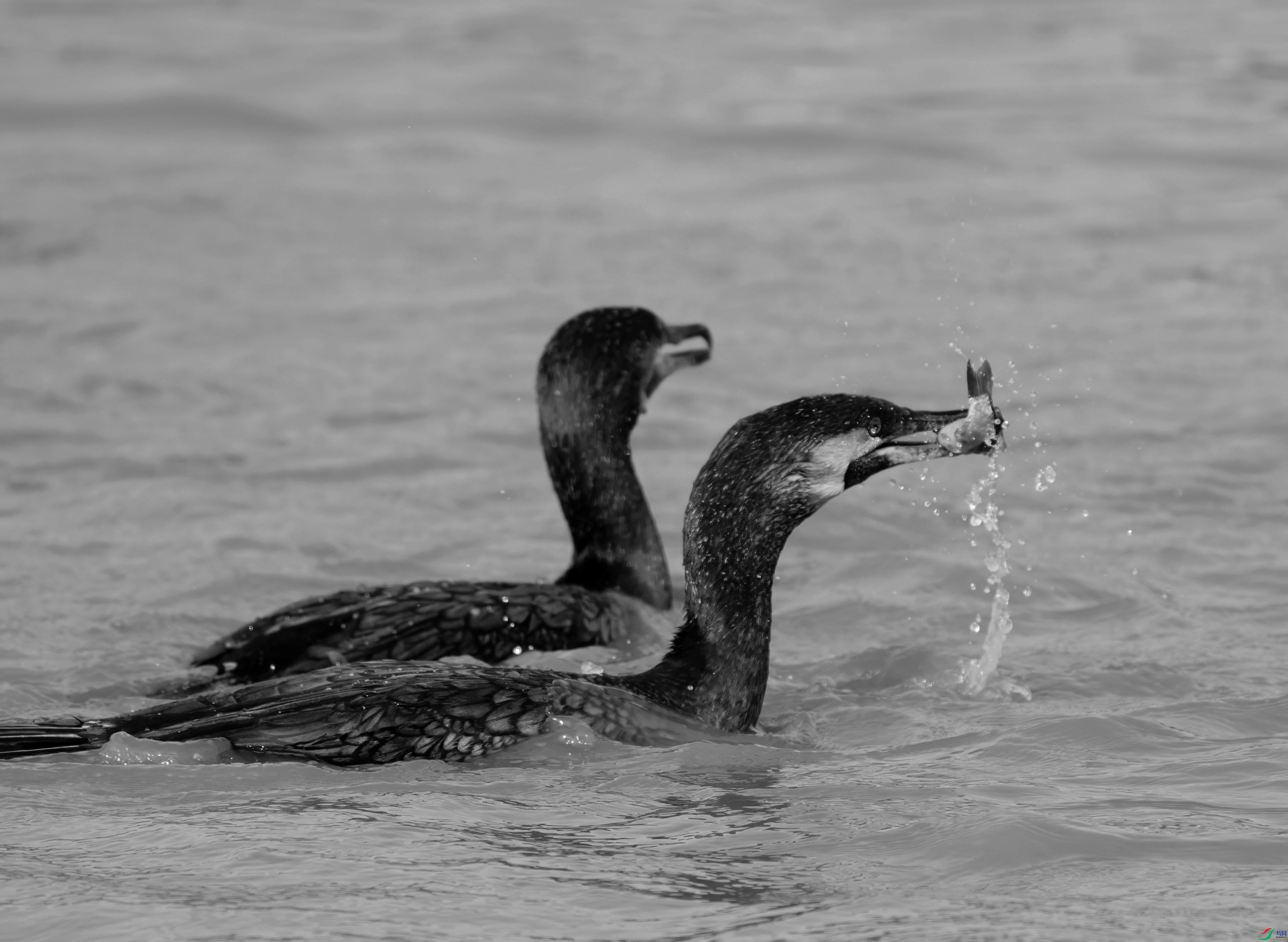 DSC08707 ����_��ͼ��_����.jpg