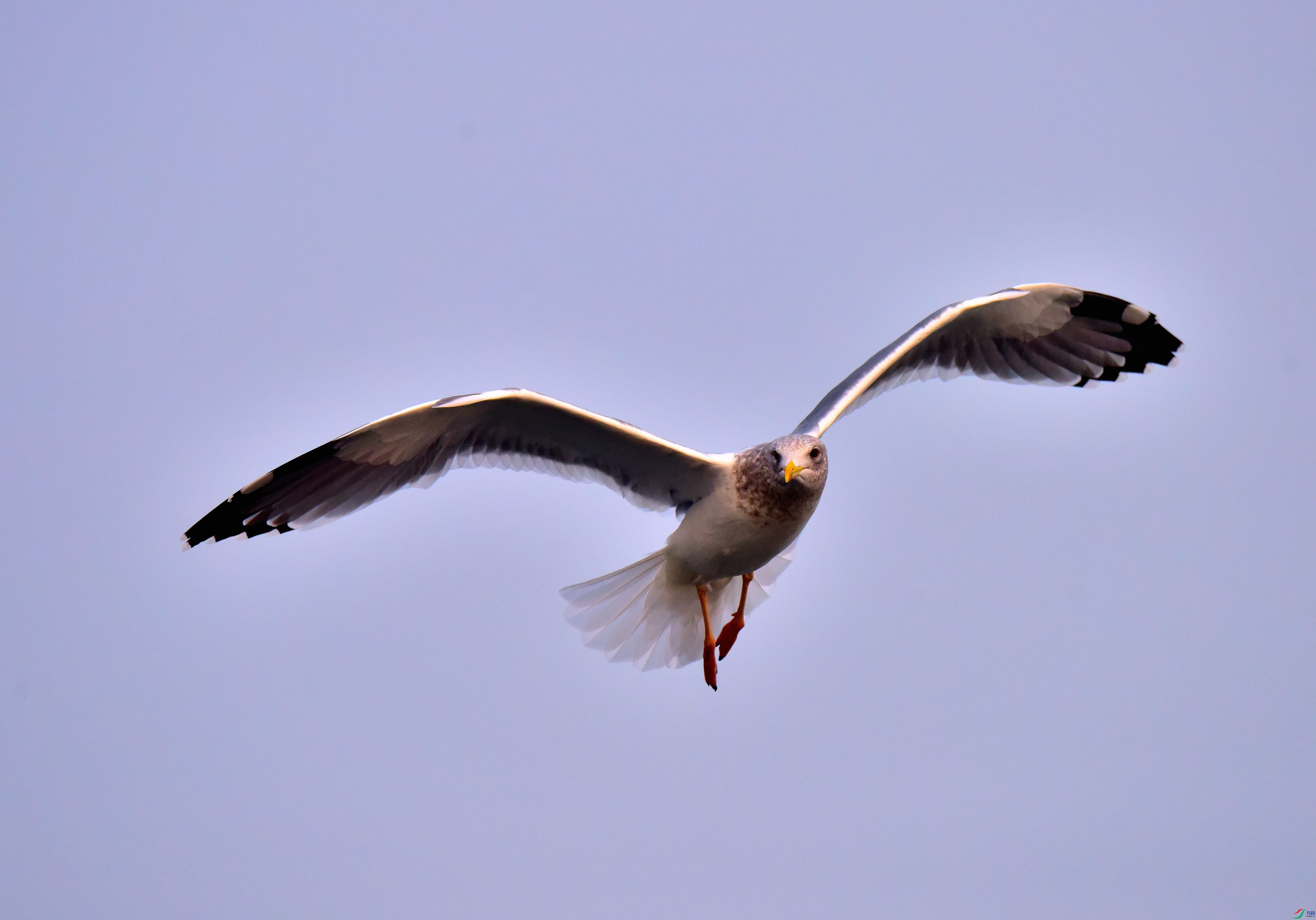 DSC_4461-2019-1-13.JPG