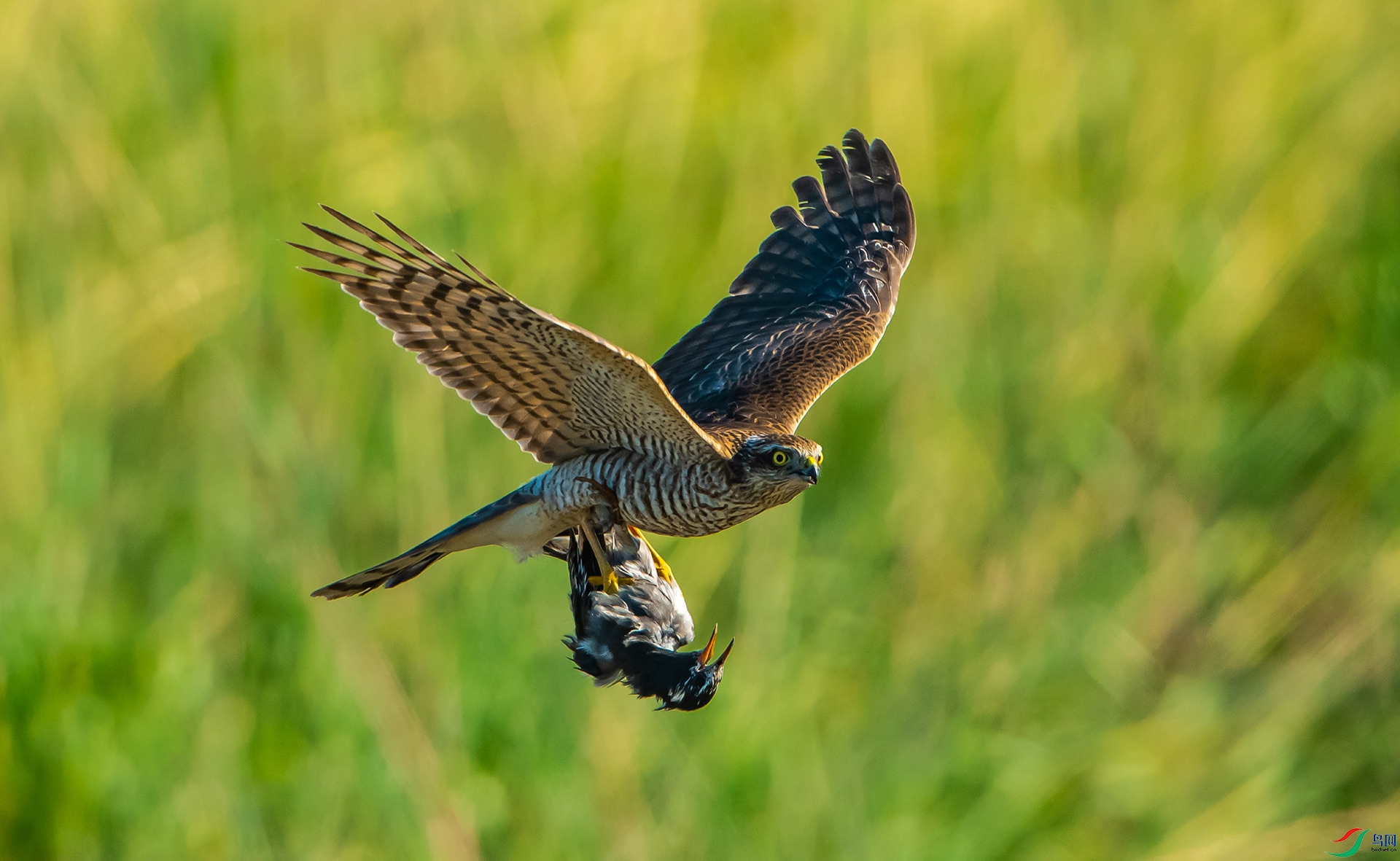 DSC_9550-0.jpg