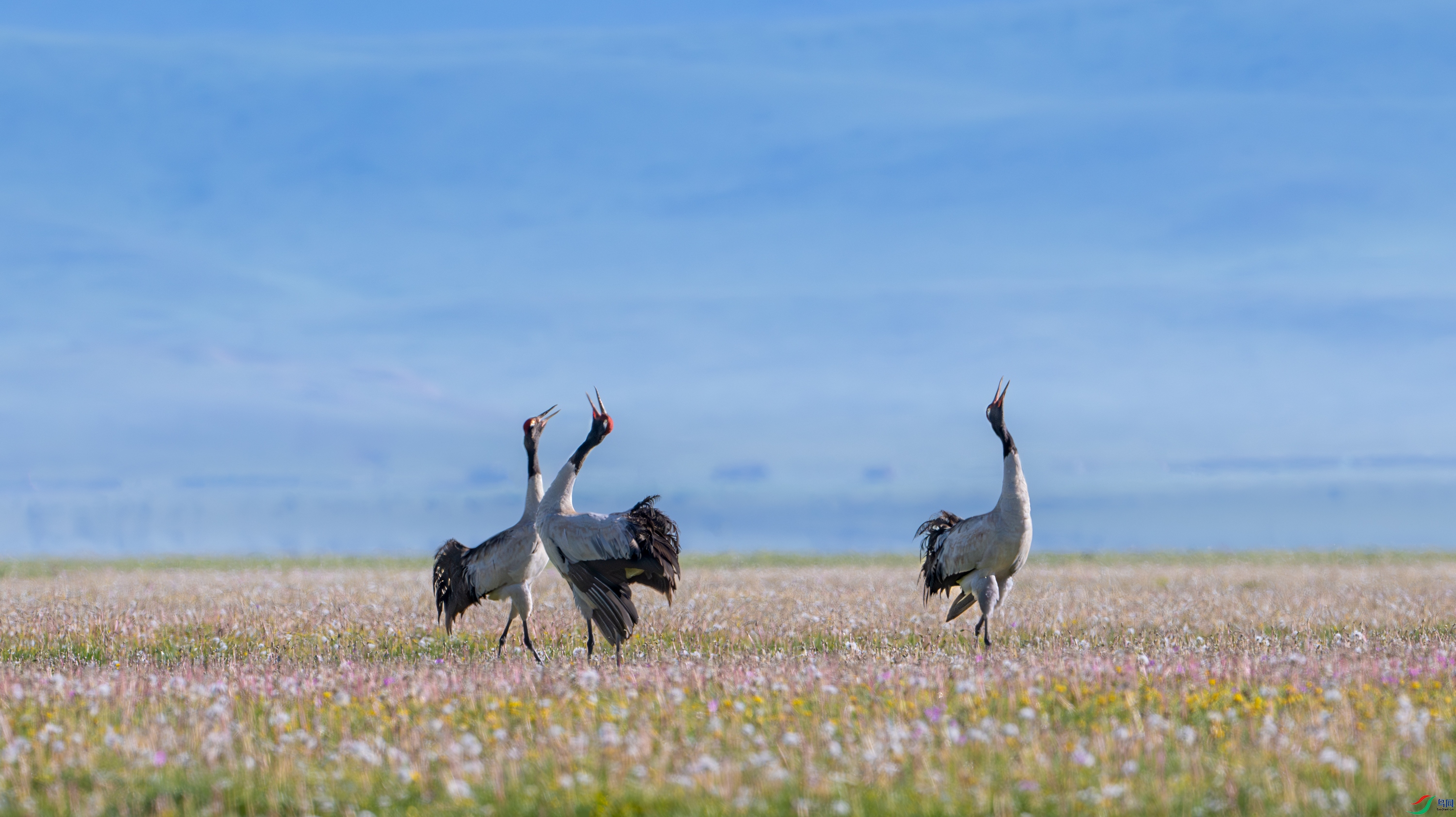 DSC_9750-����ǿ-NR-11.jpg