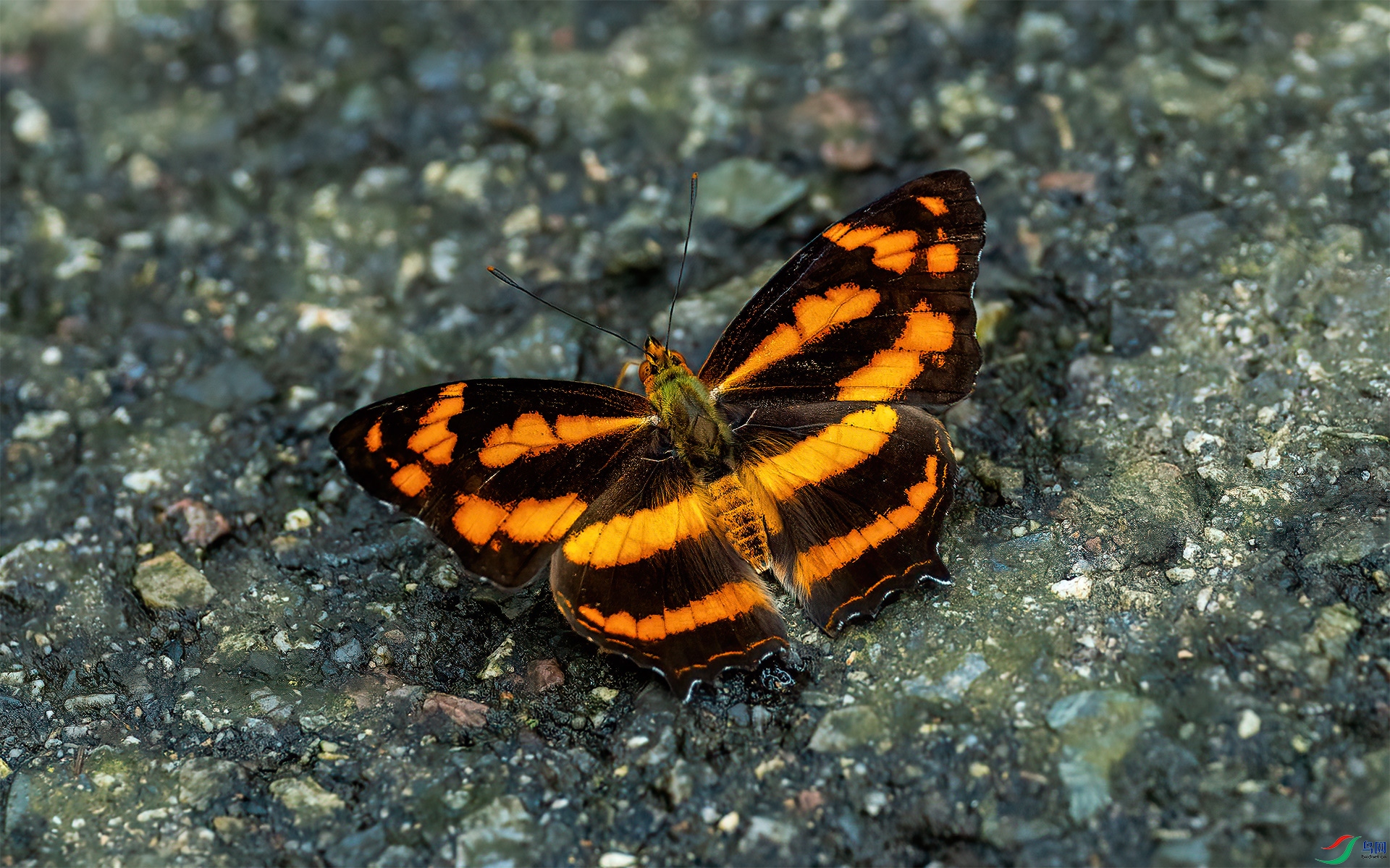 P8041164-1ɢ��ʢ�̵�.jpg