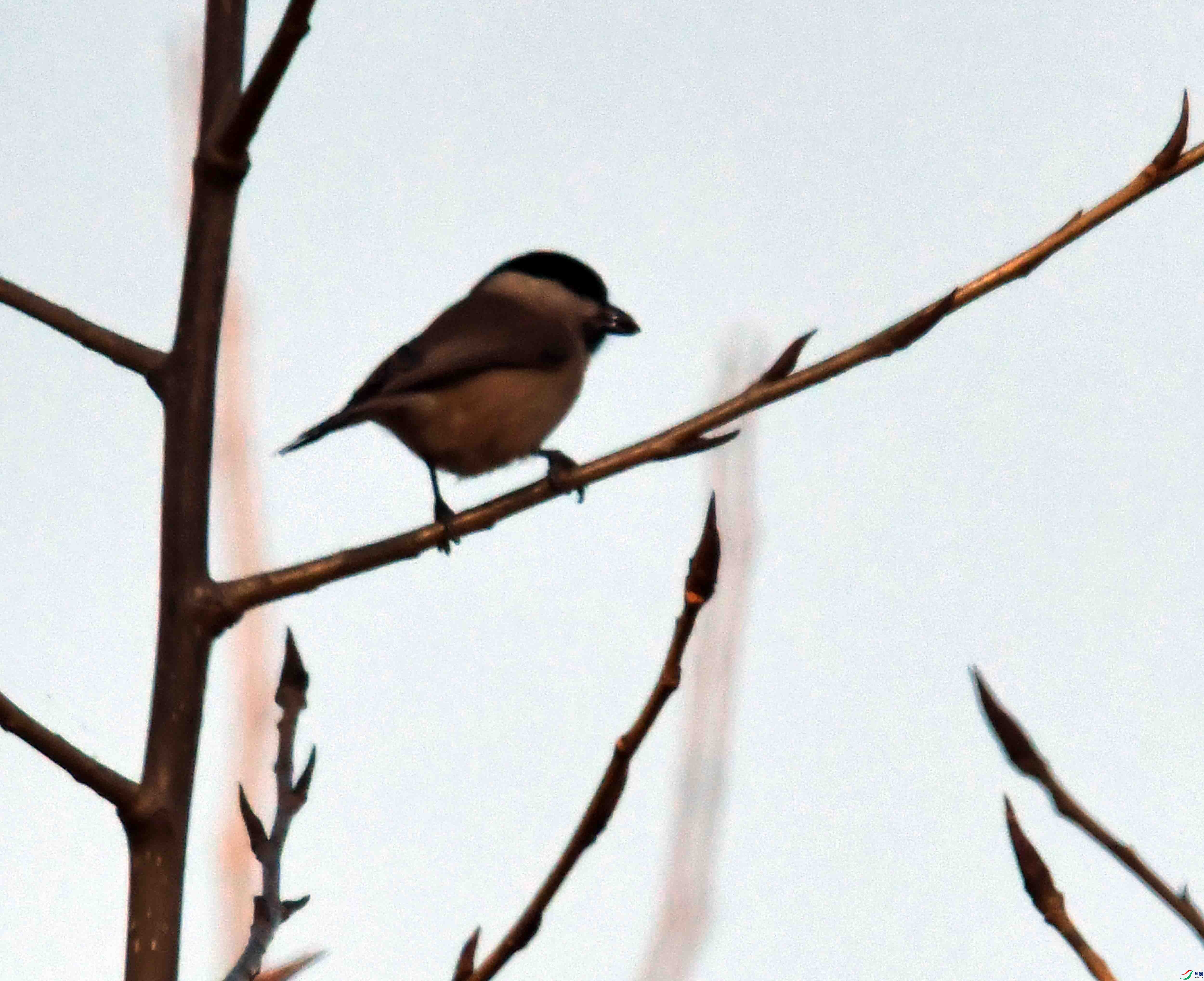 DSC_1020.JPG