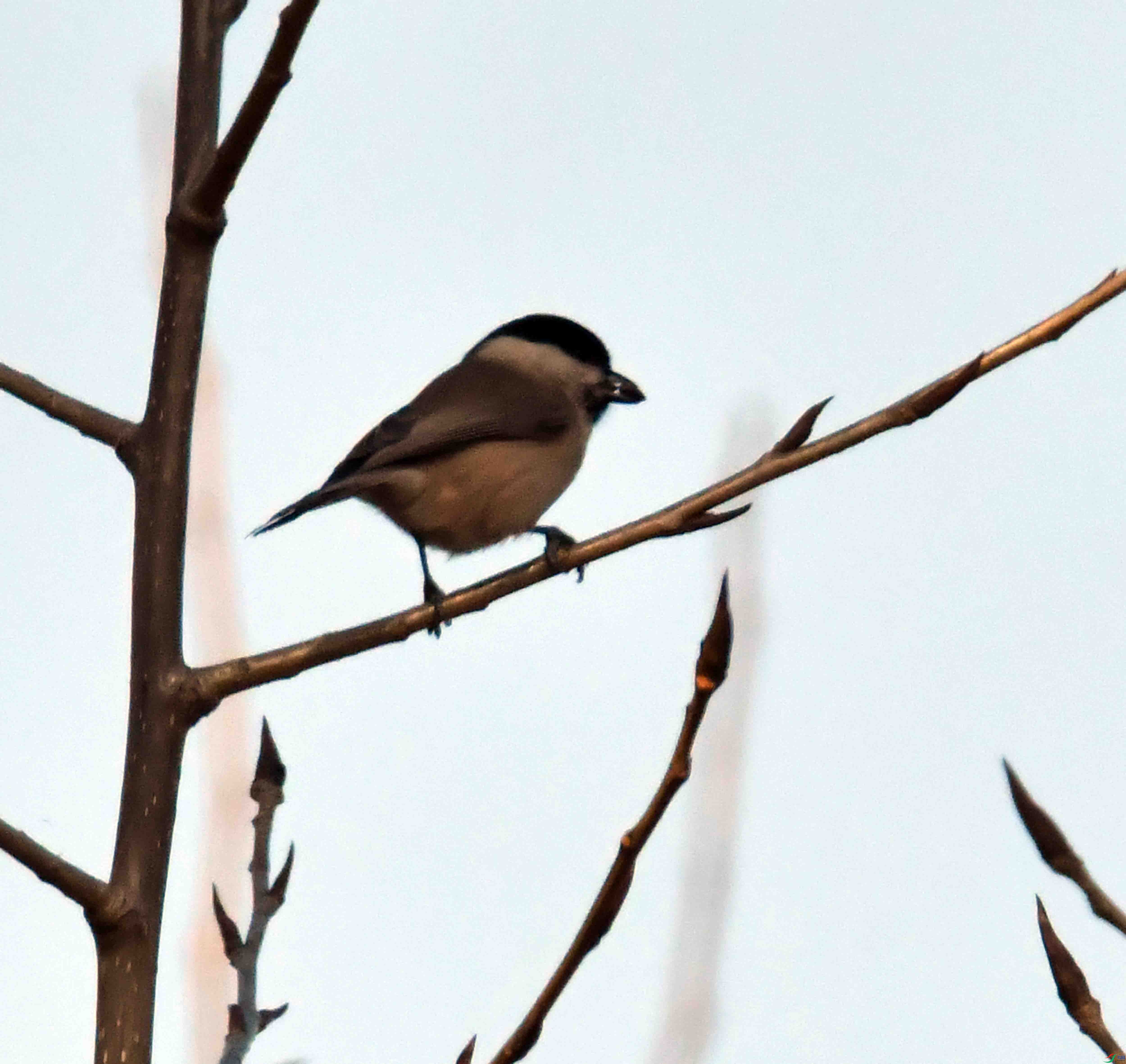 DSC_1021.JPG