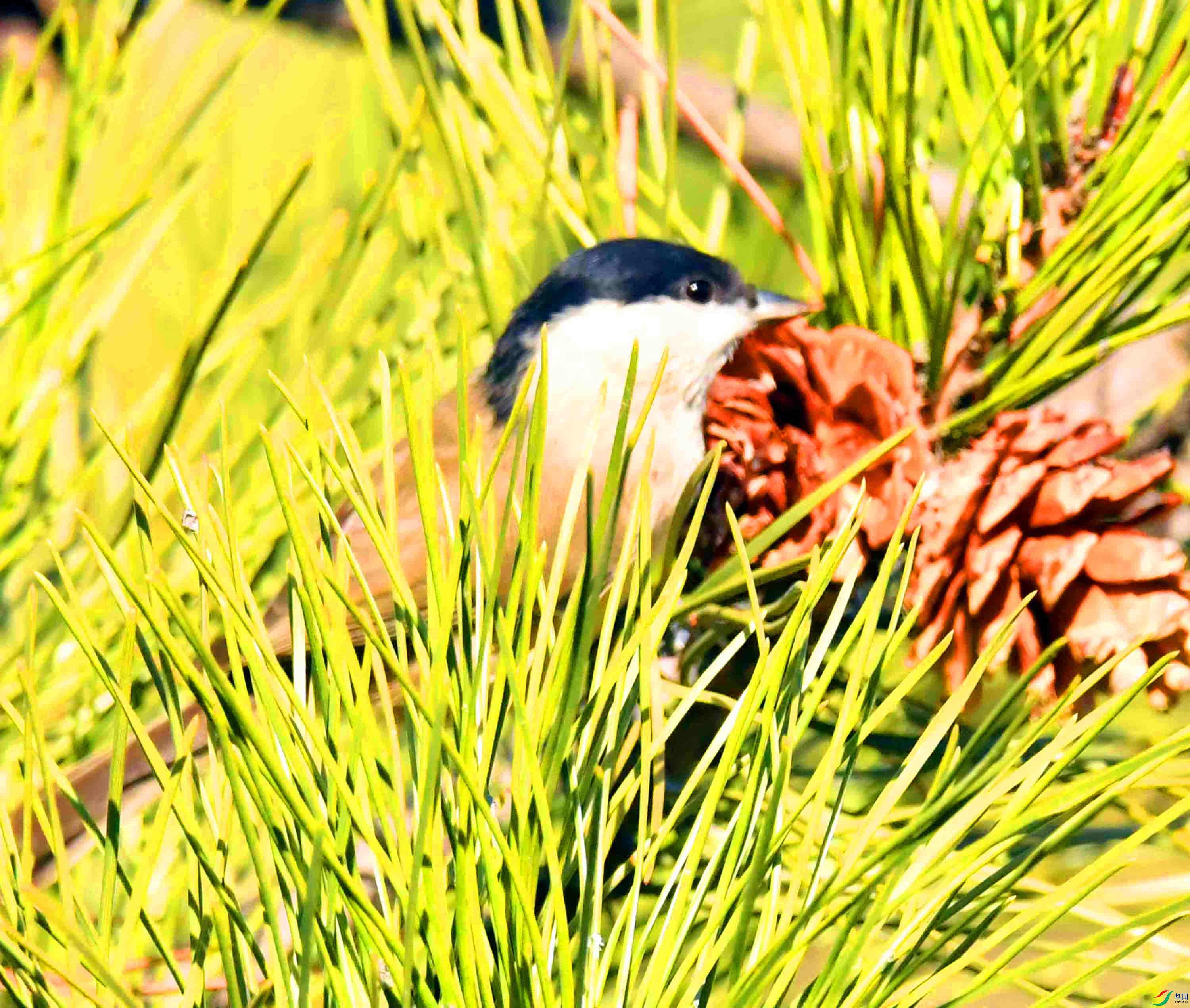 DSC_1923.JPG