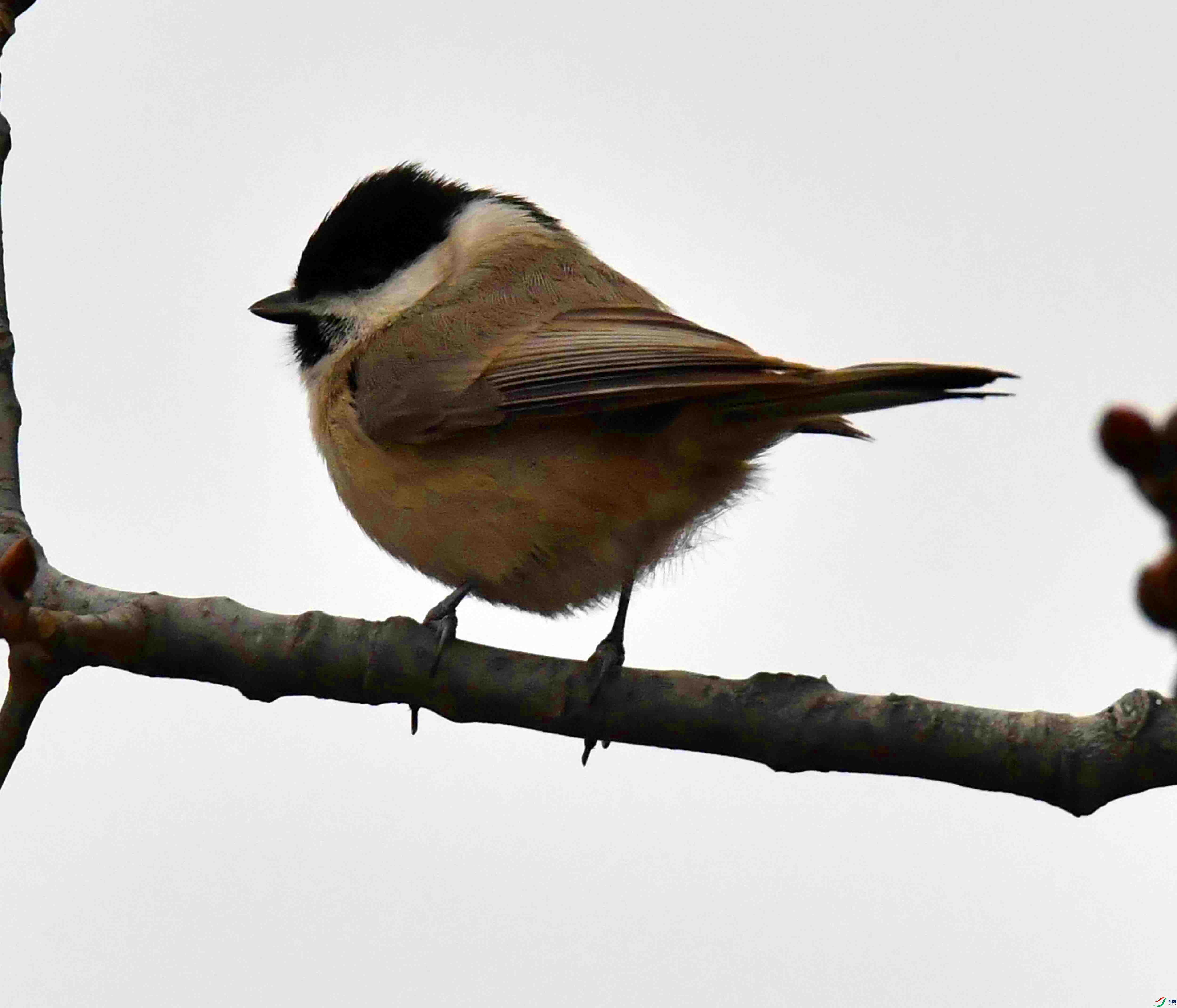 DSC_1808.JPG
