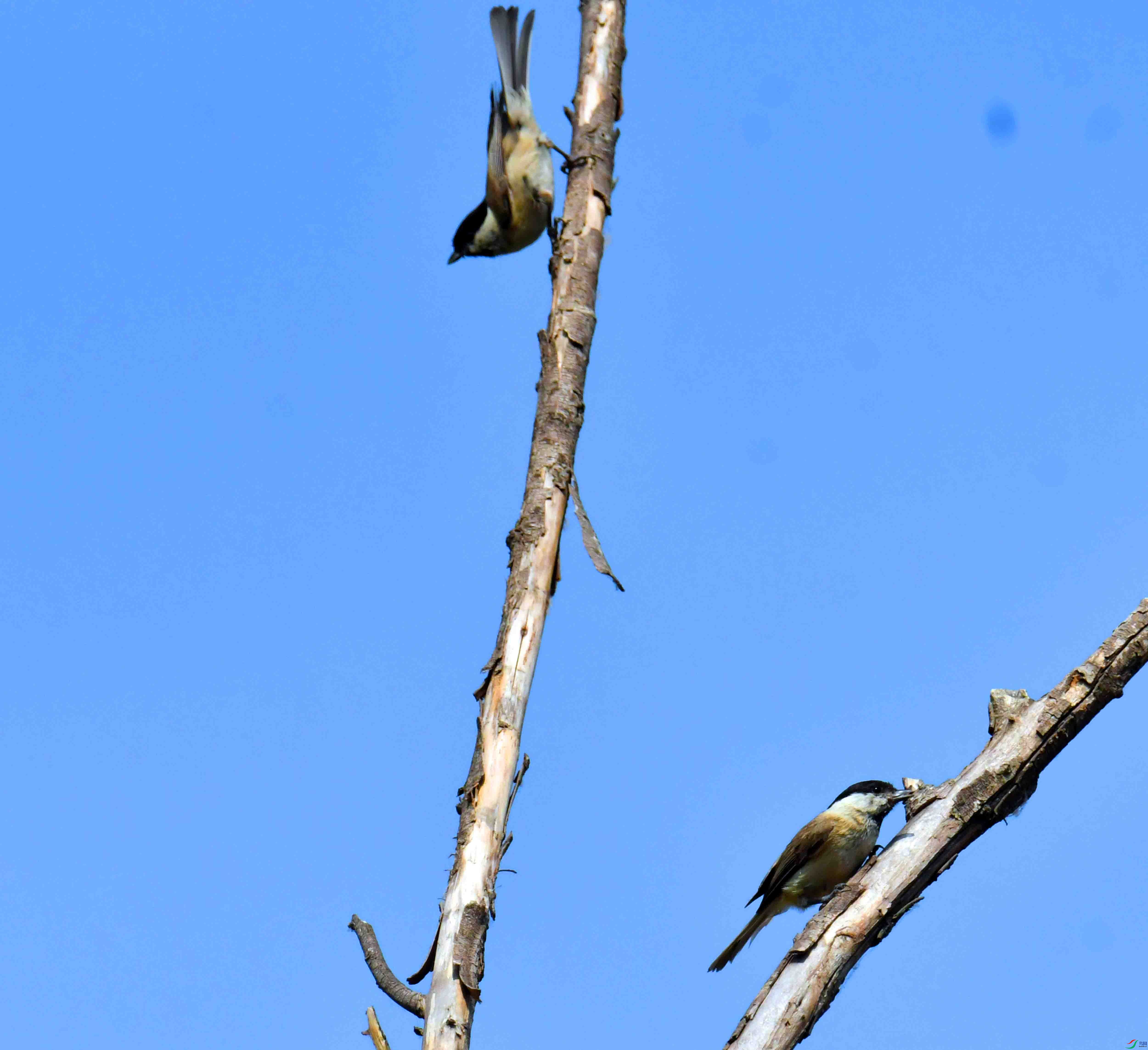 DSC_2103.JPG