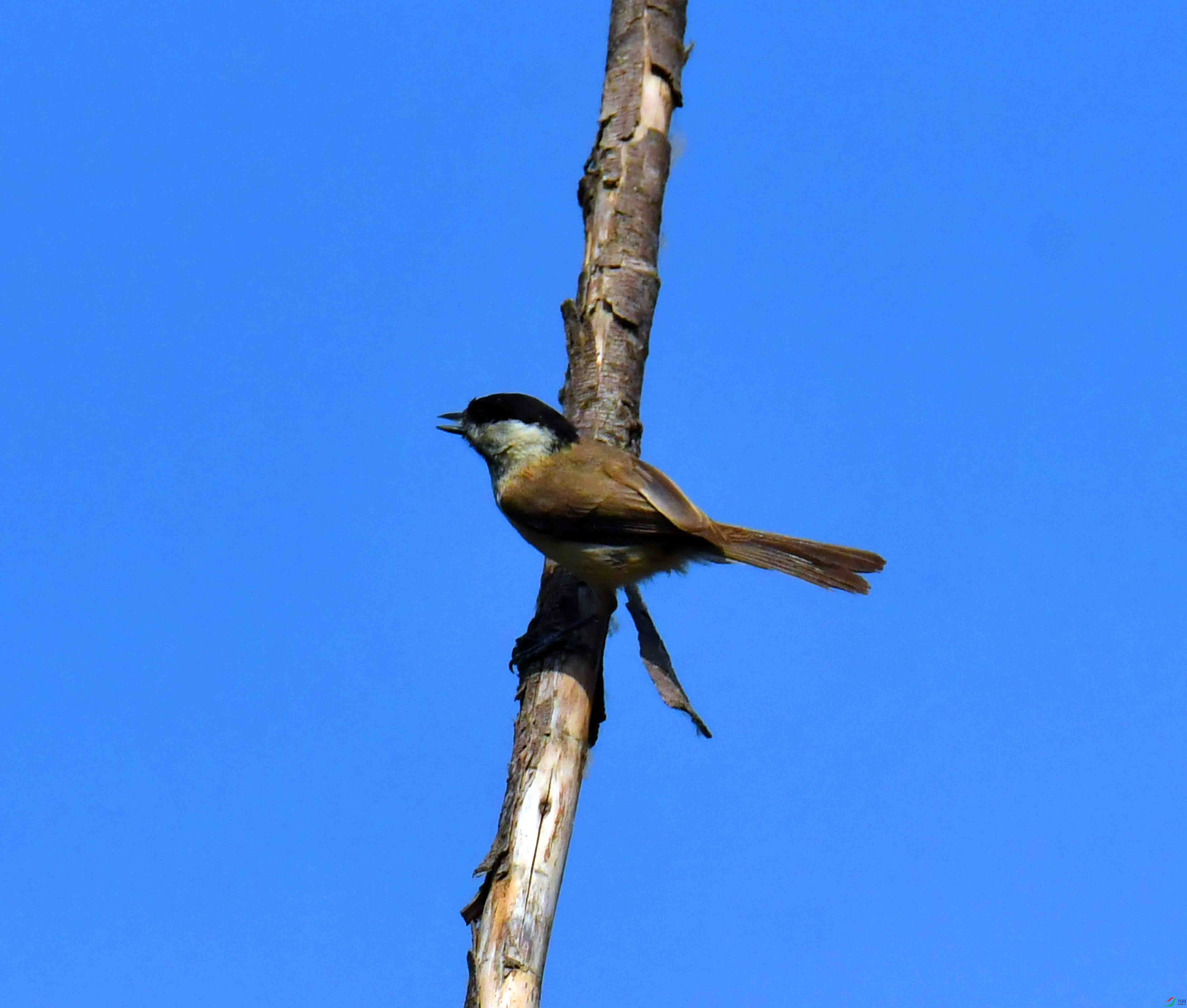 DSC_2108.JPG