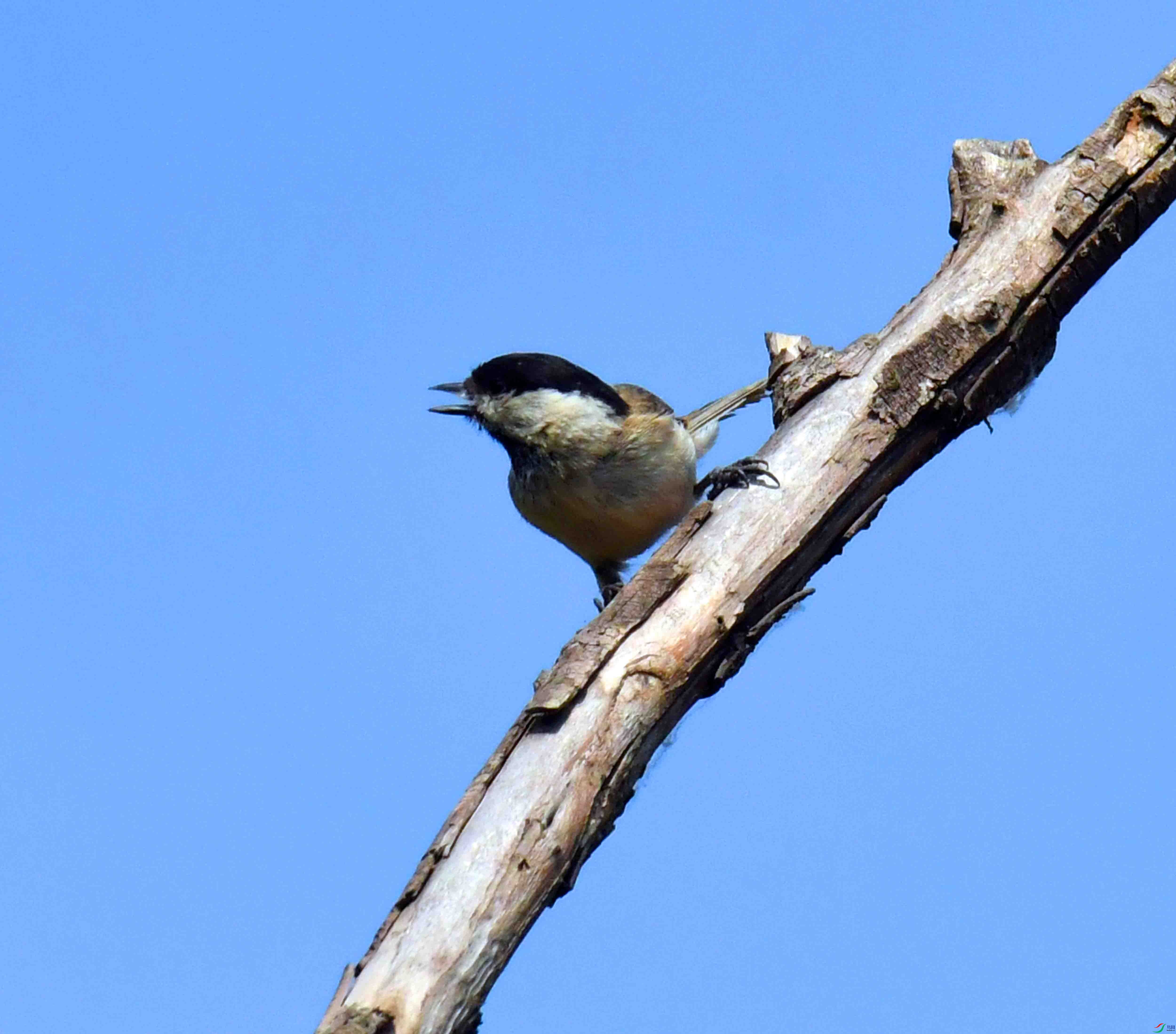 DSC_2107.JPG