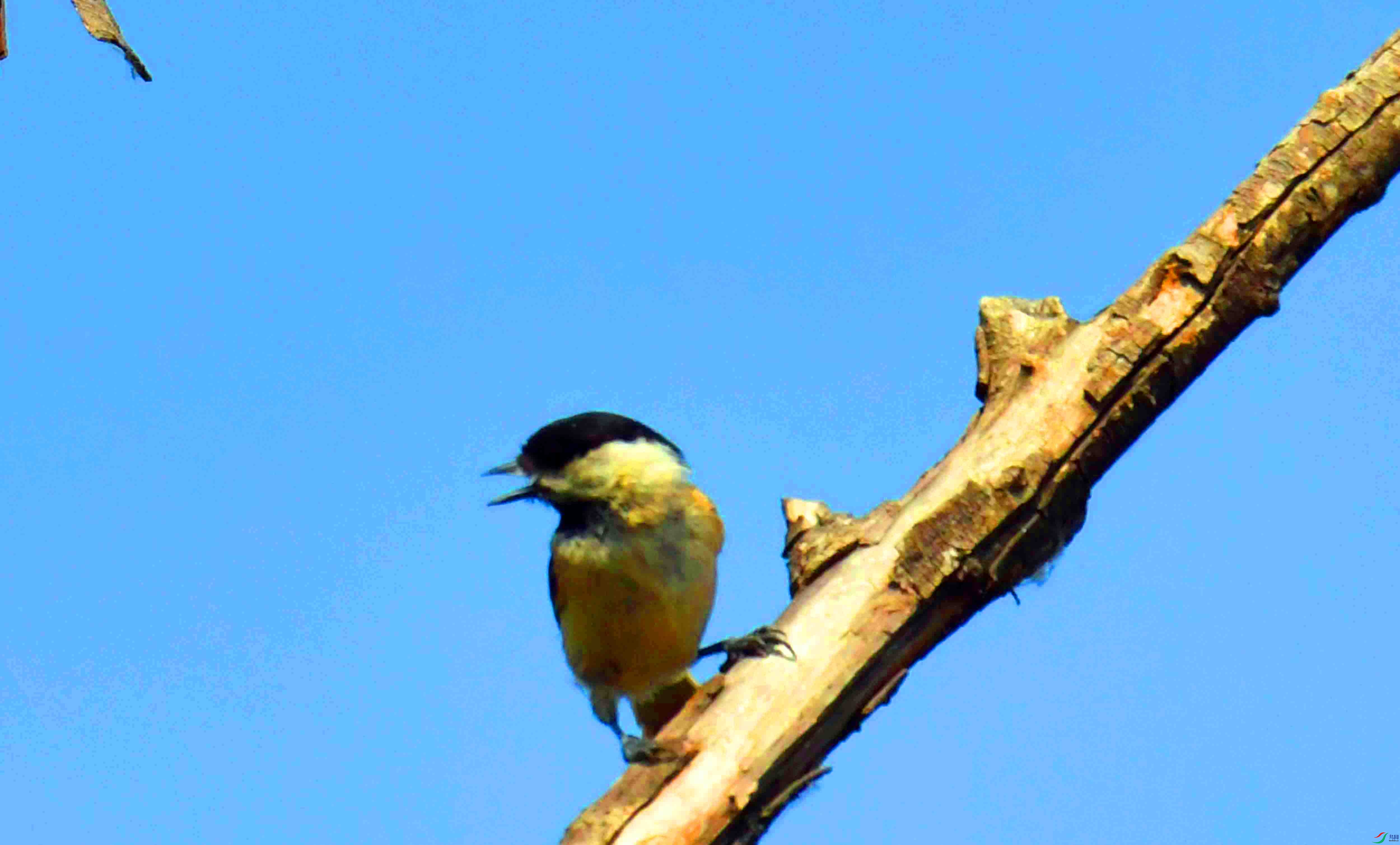 DSC_2105.JPG