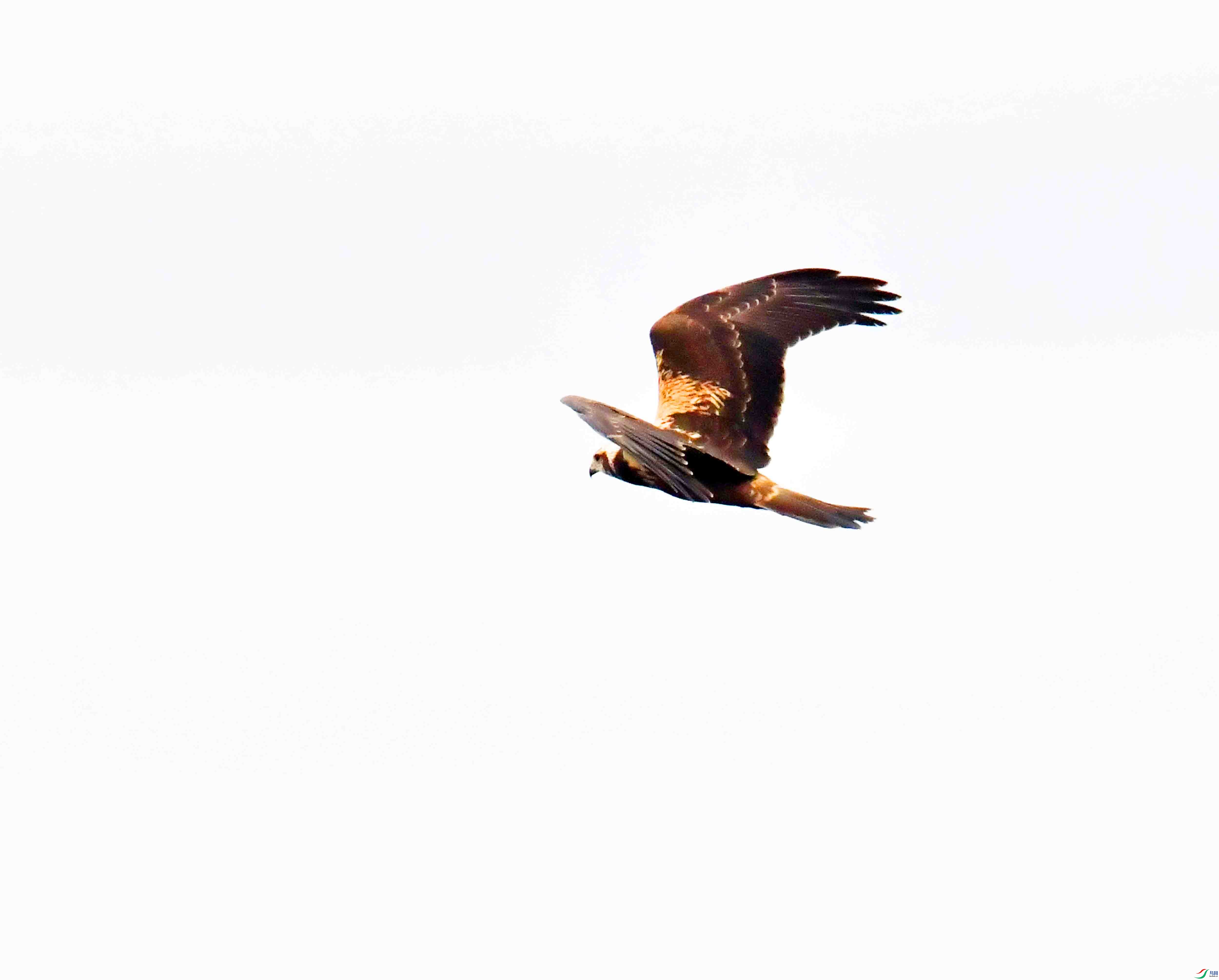 DSC_7534.JPG