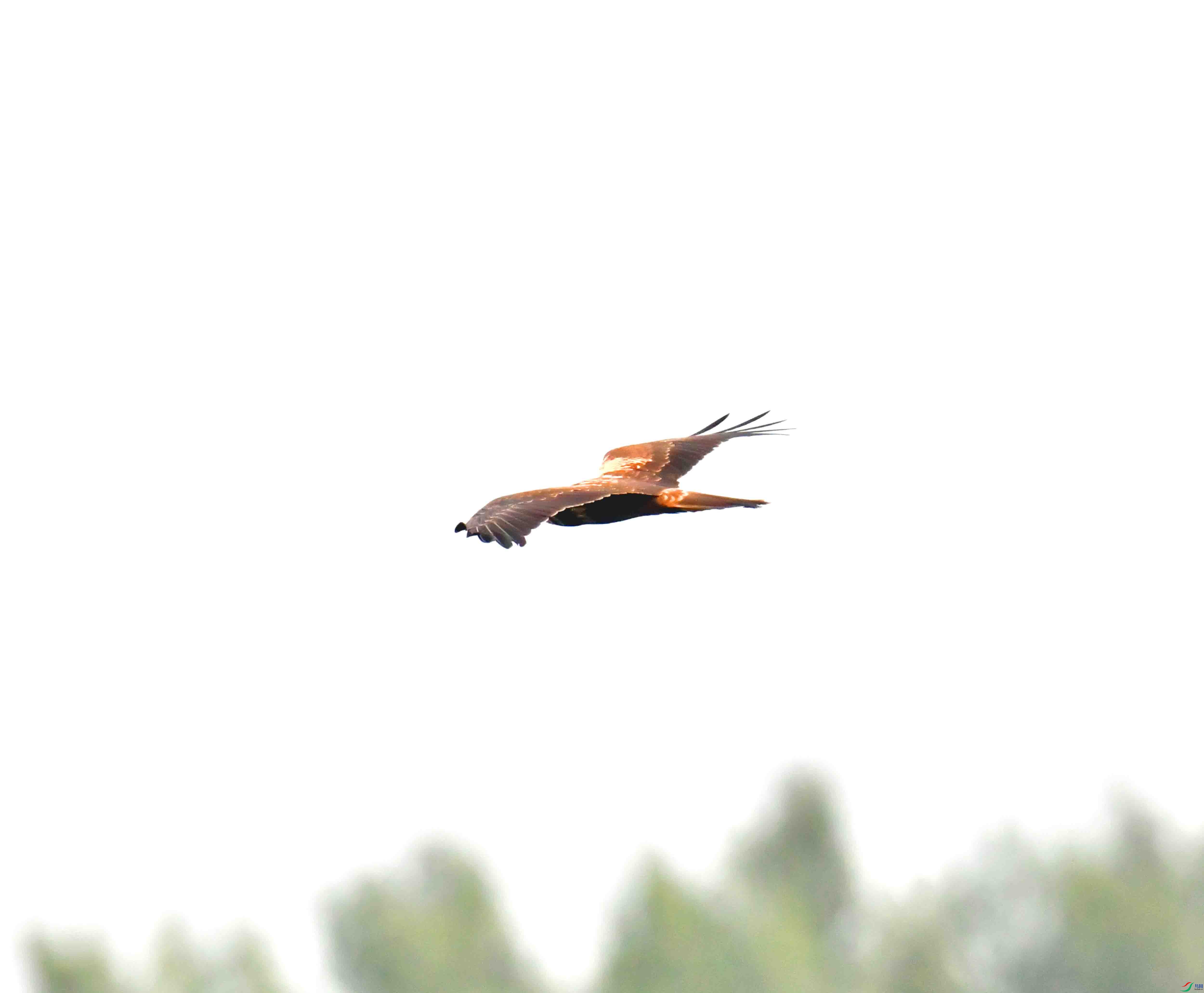 DSC_7606.JPG