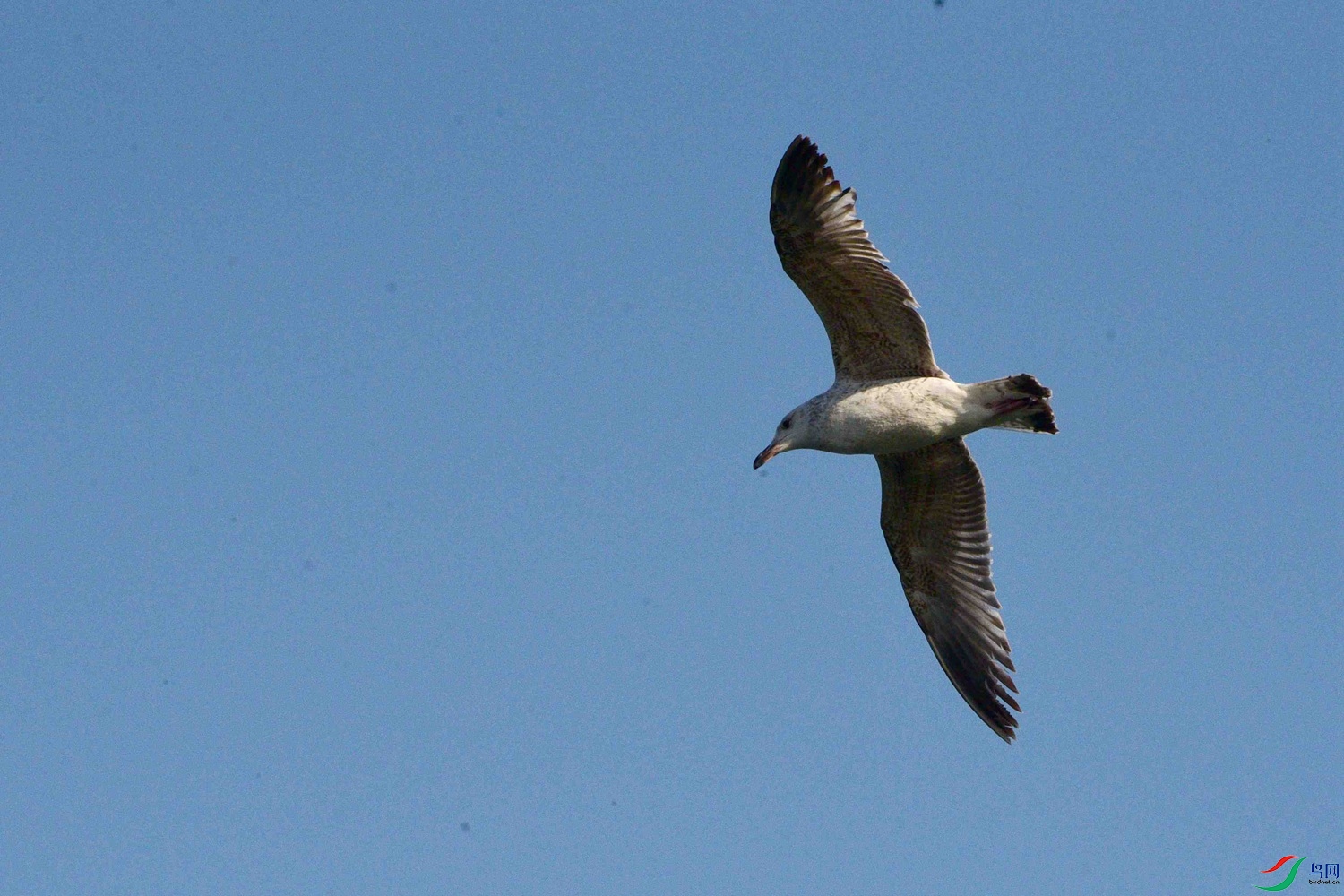 DSC_0101.JPG